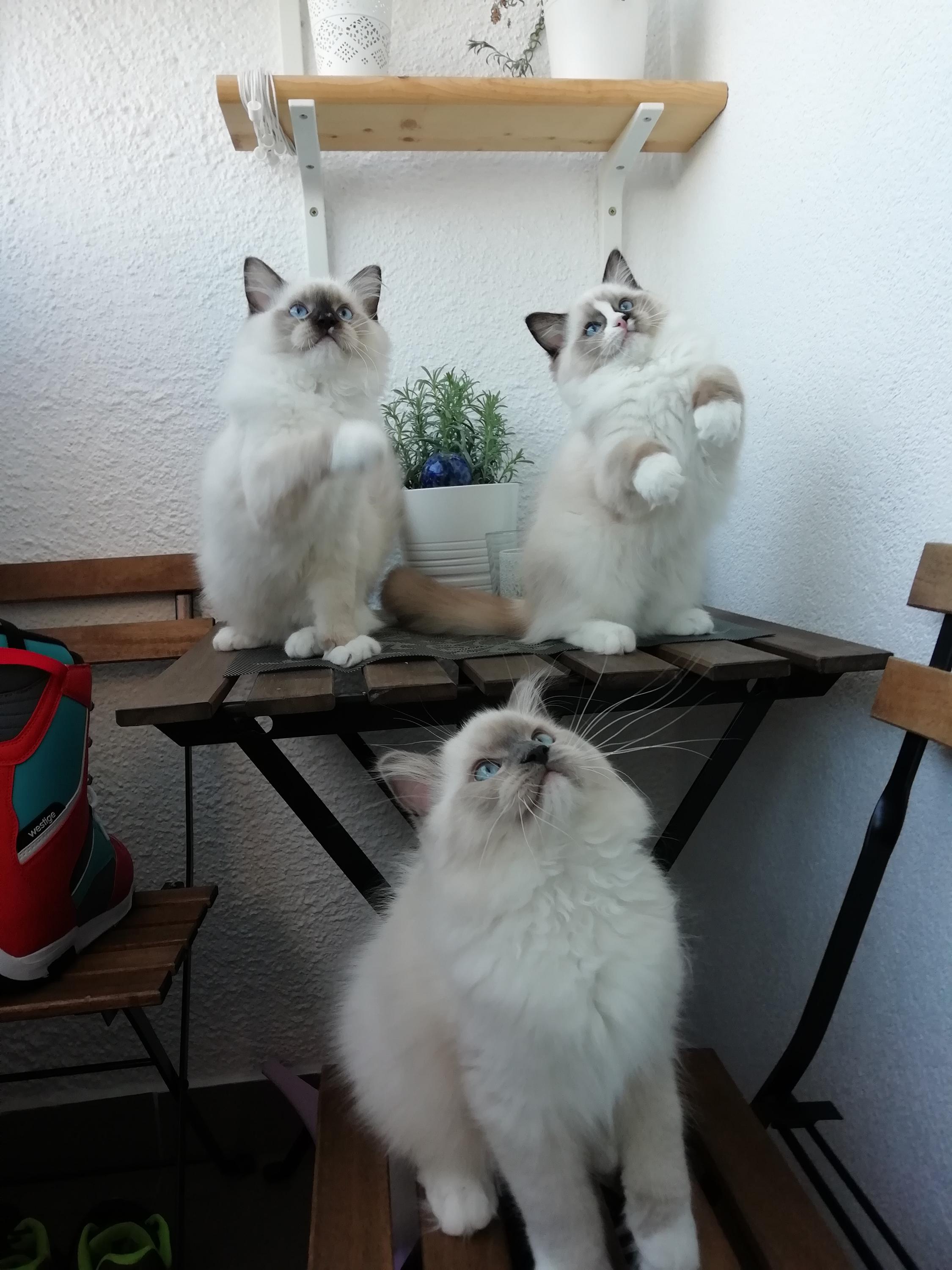 Kollis CZ - Chovatelská stanice koček Ragdoll foto 4