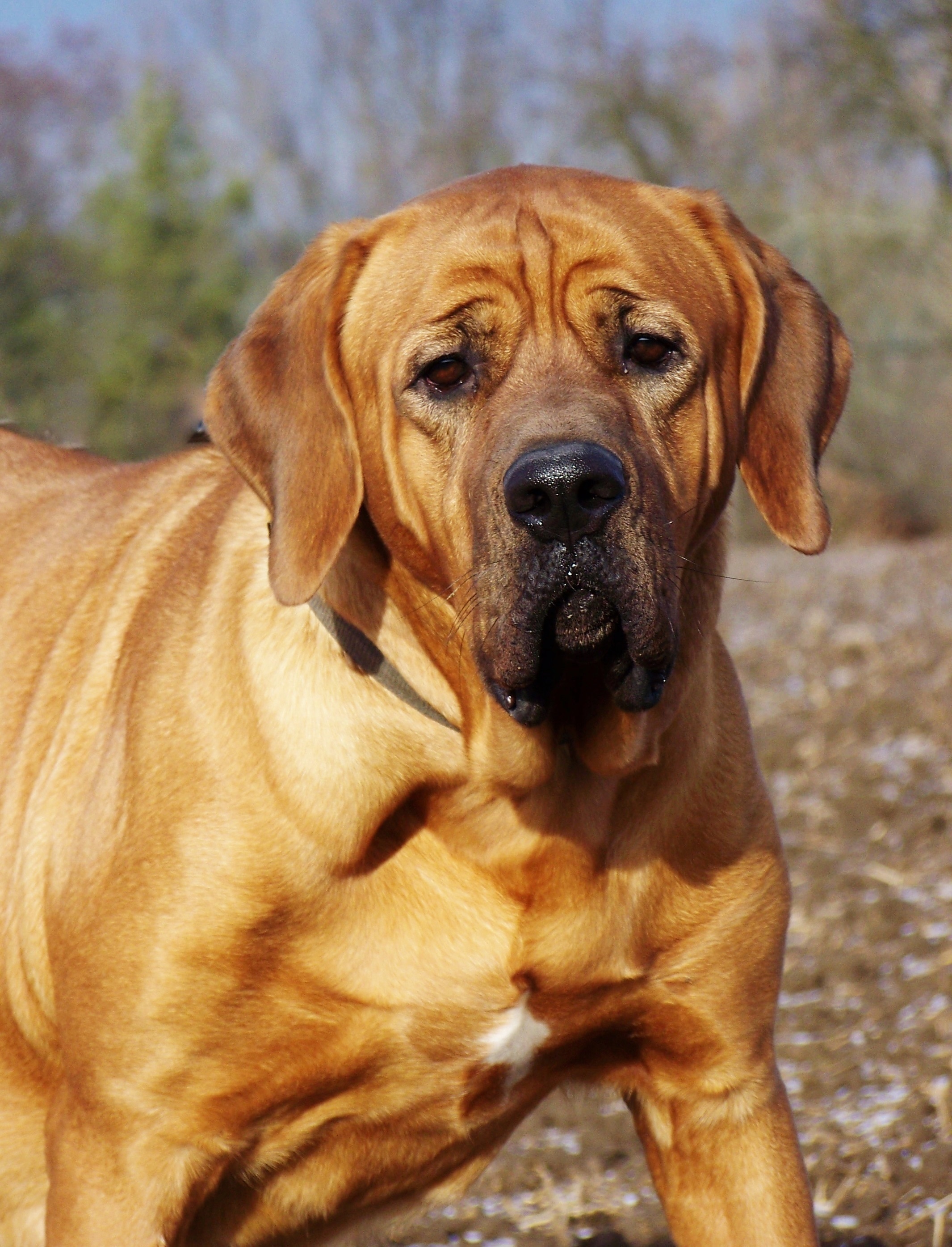 Chovatelská stanice plemene TOSA INU foto 3