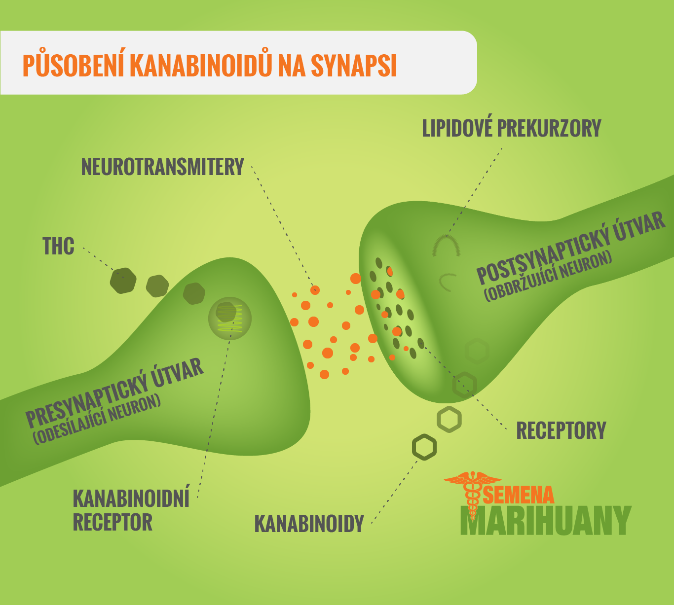 SemenaMarihuany.cz foto 3