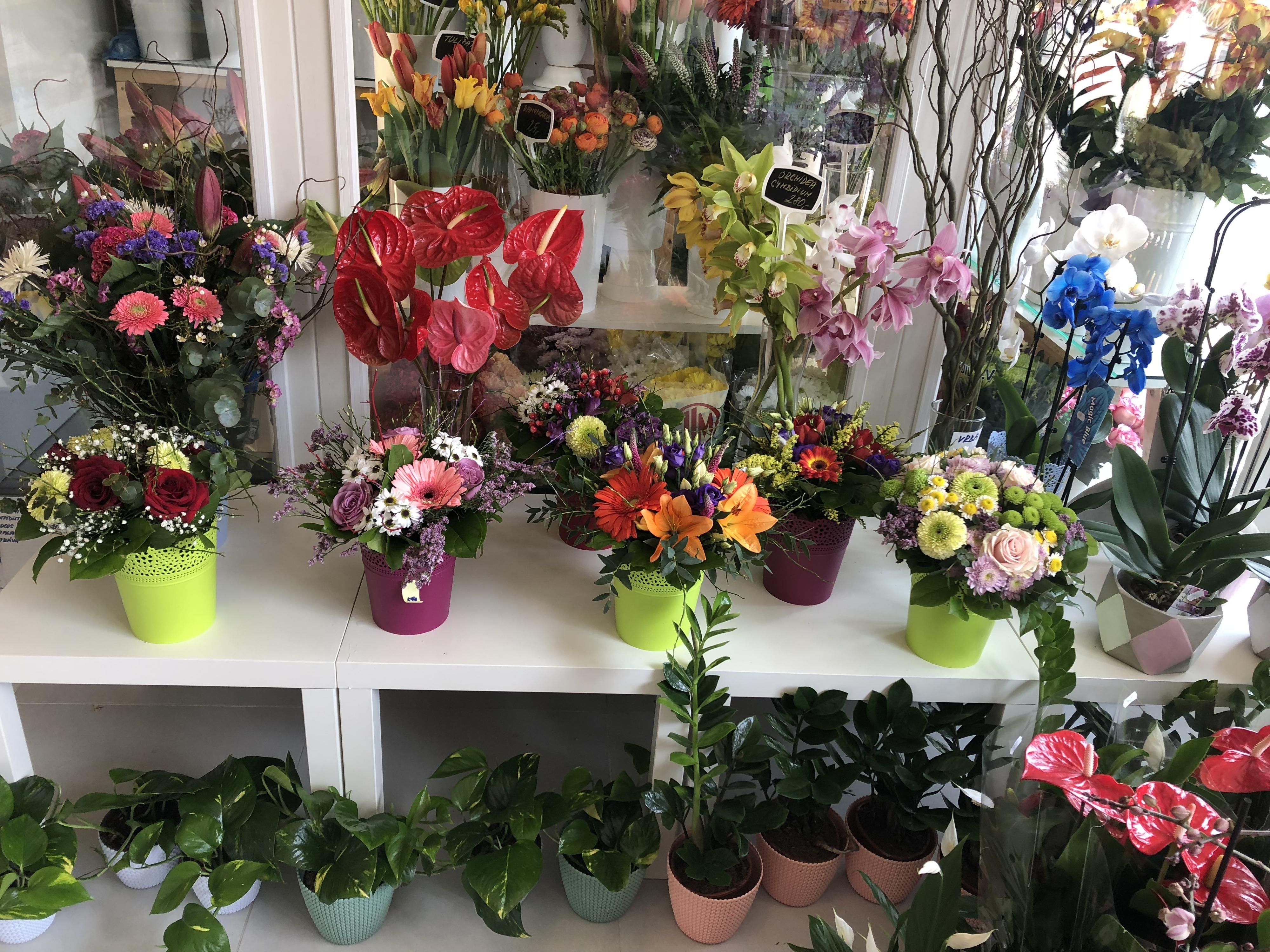 KVĚTINY ALBRECHTOVÁ foto 4