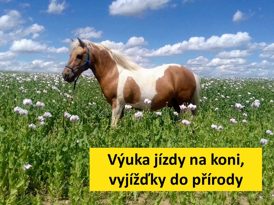 KONÍČEK, o.p.s. foto 6
