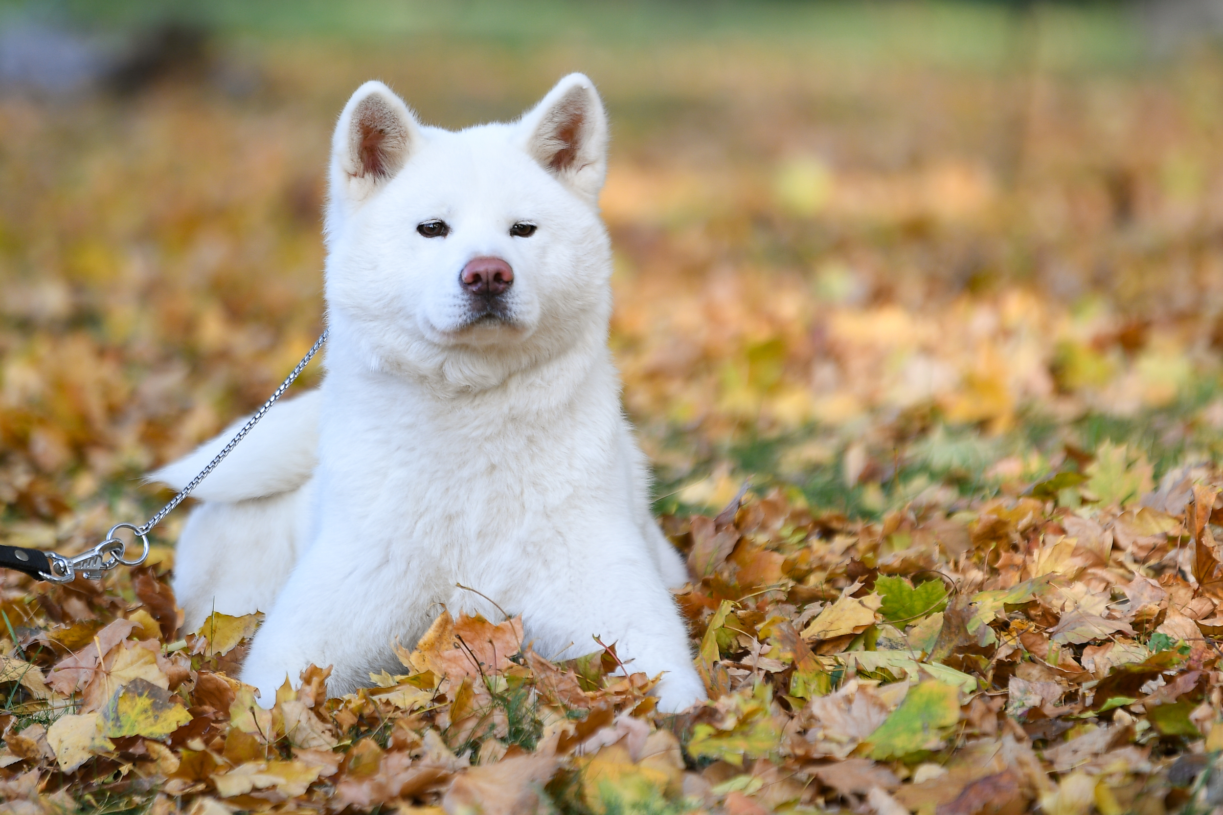 Ken'Ichi Ai - Chovatelská stanice Akita Inu foto 2