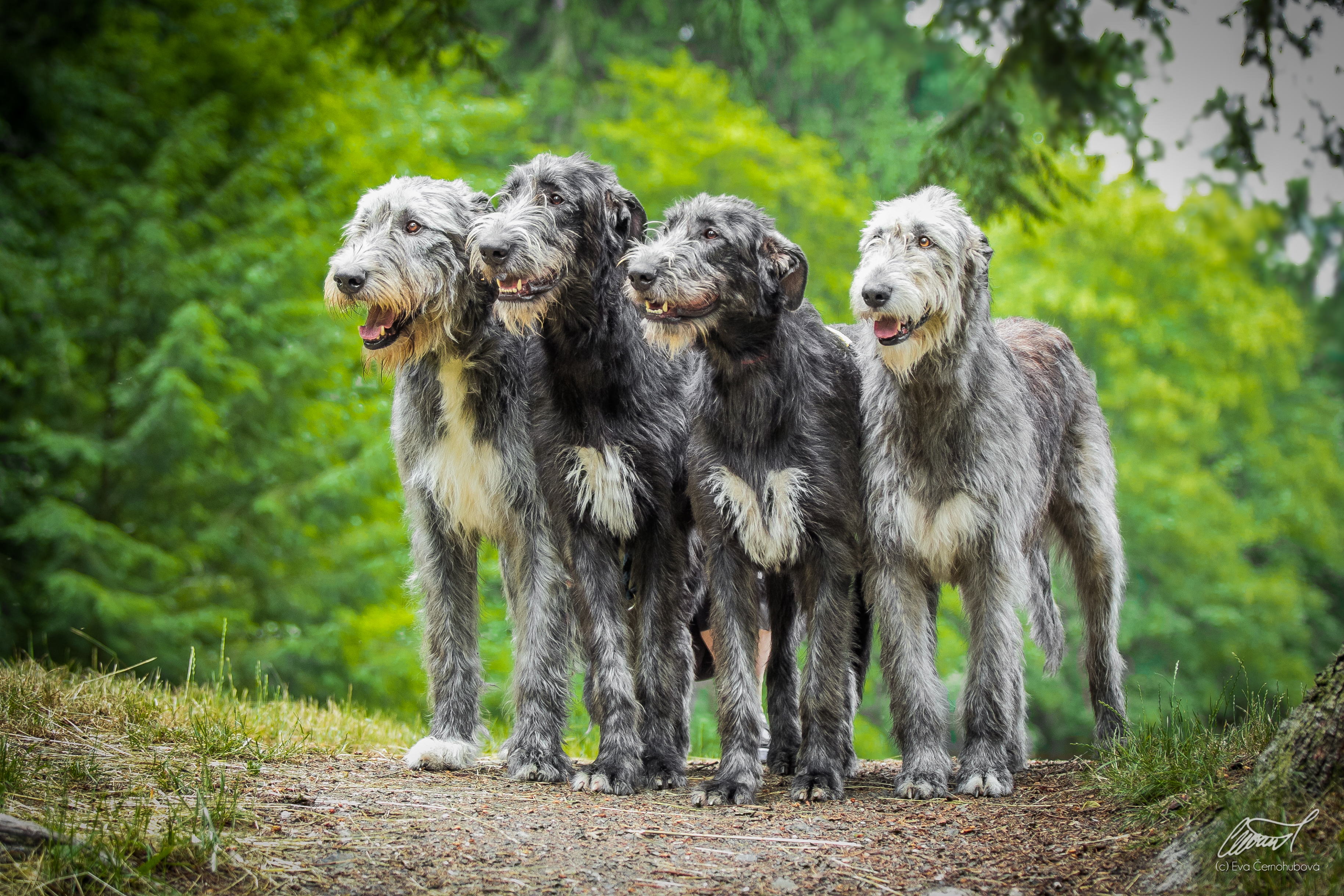 WOLFHOUND KLUB