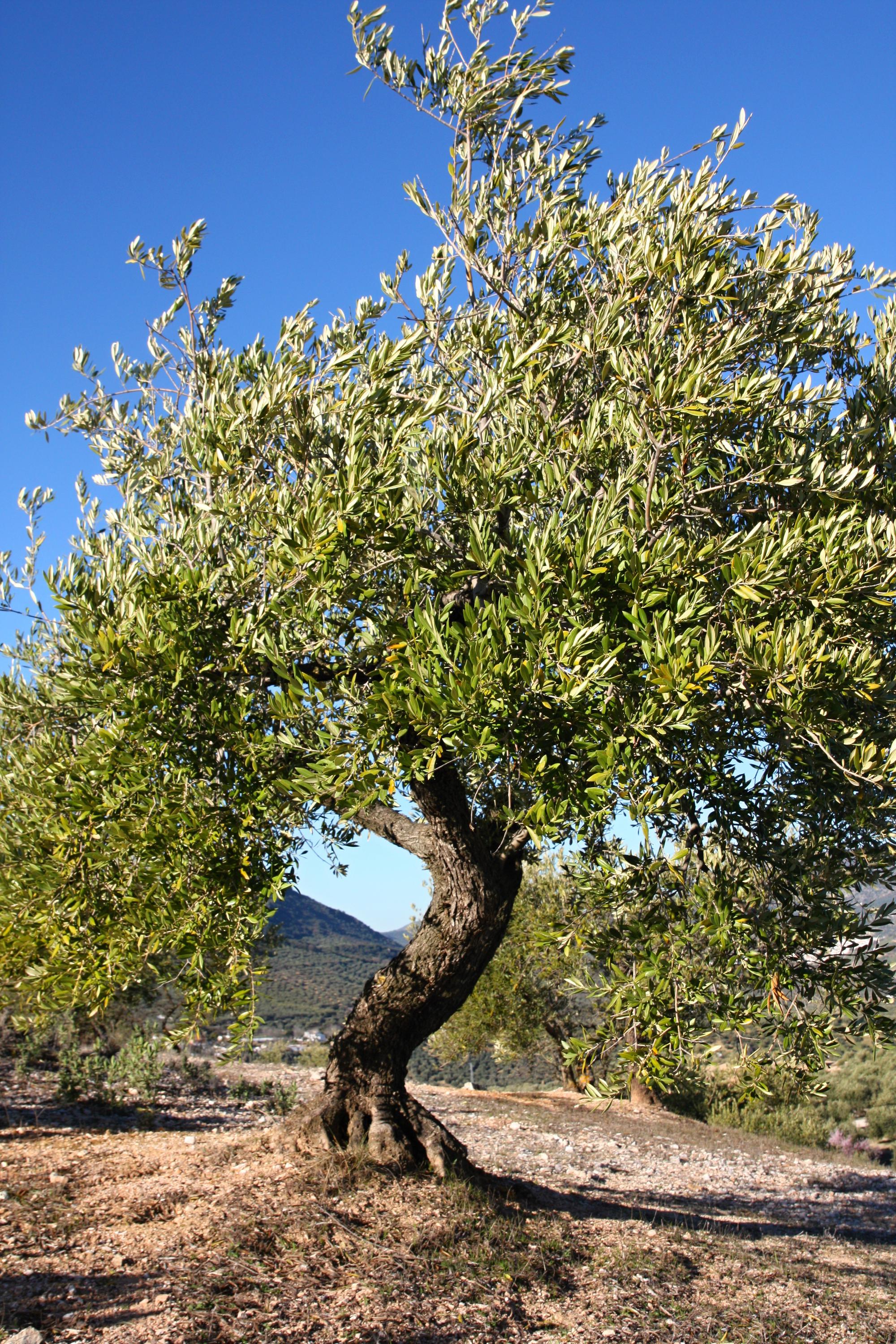 Oliva-gourmet.cz foto 3