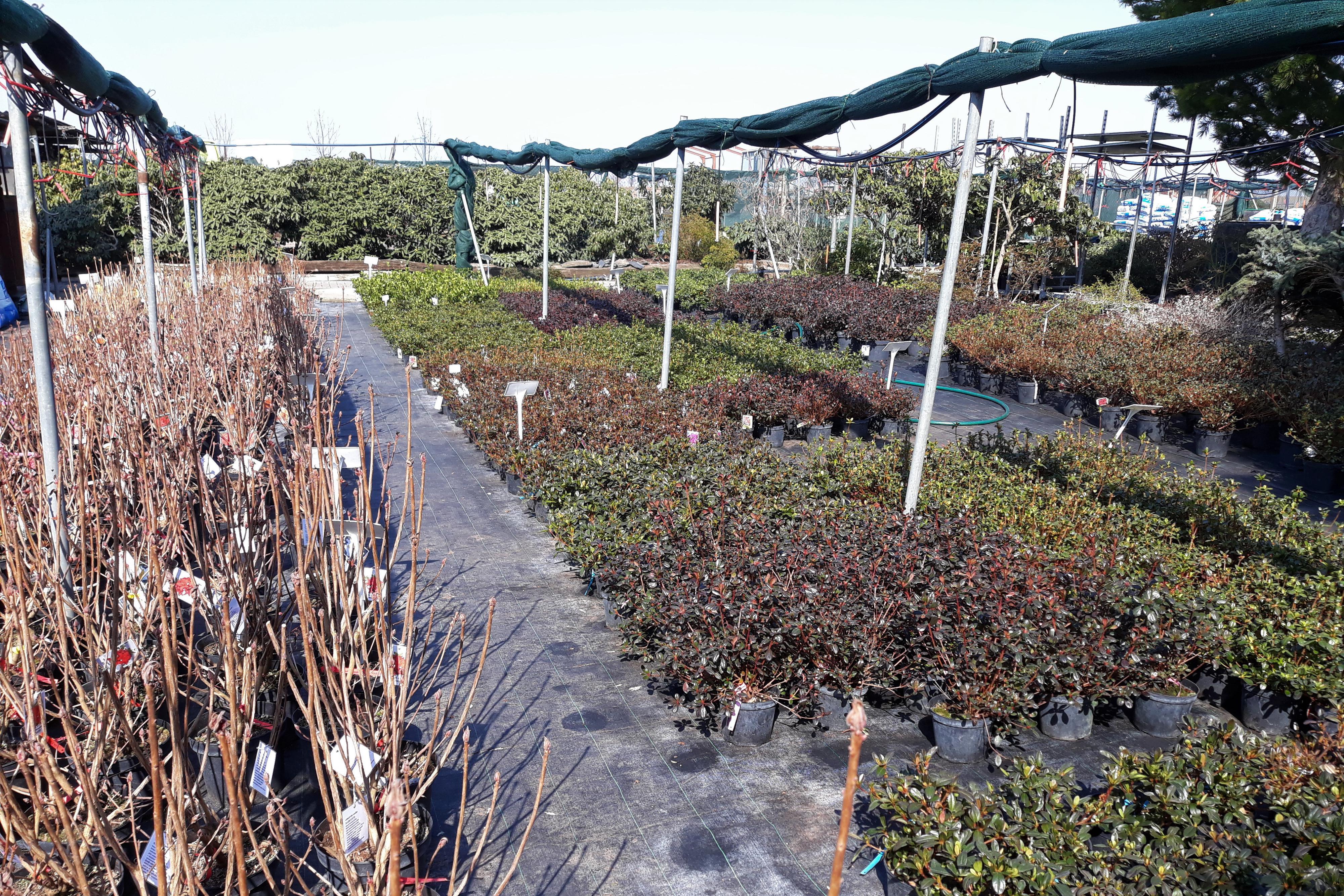 Jan Sítař -  Rododendrony a azalky