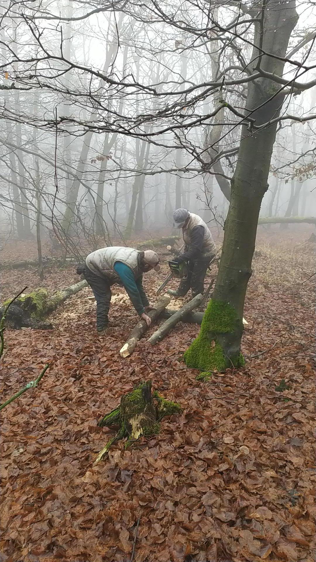 Lesní práce Dzurová foto 2