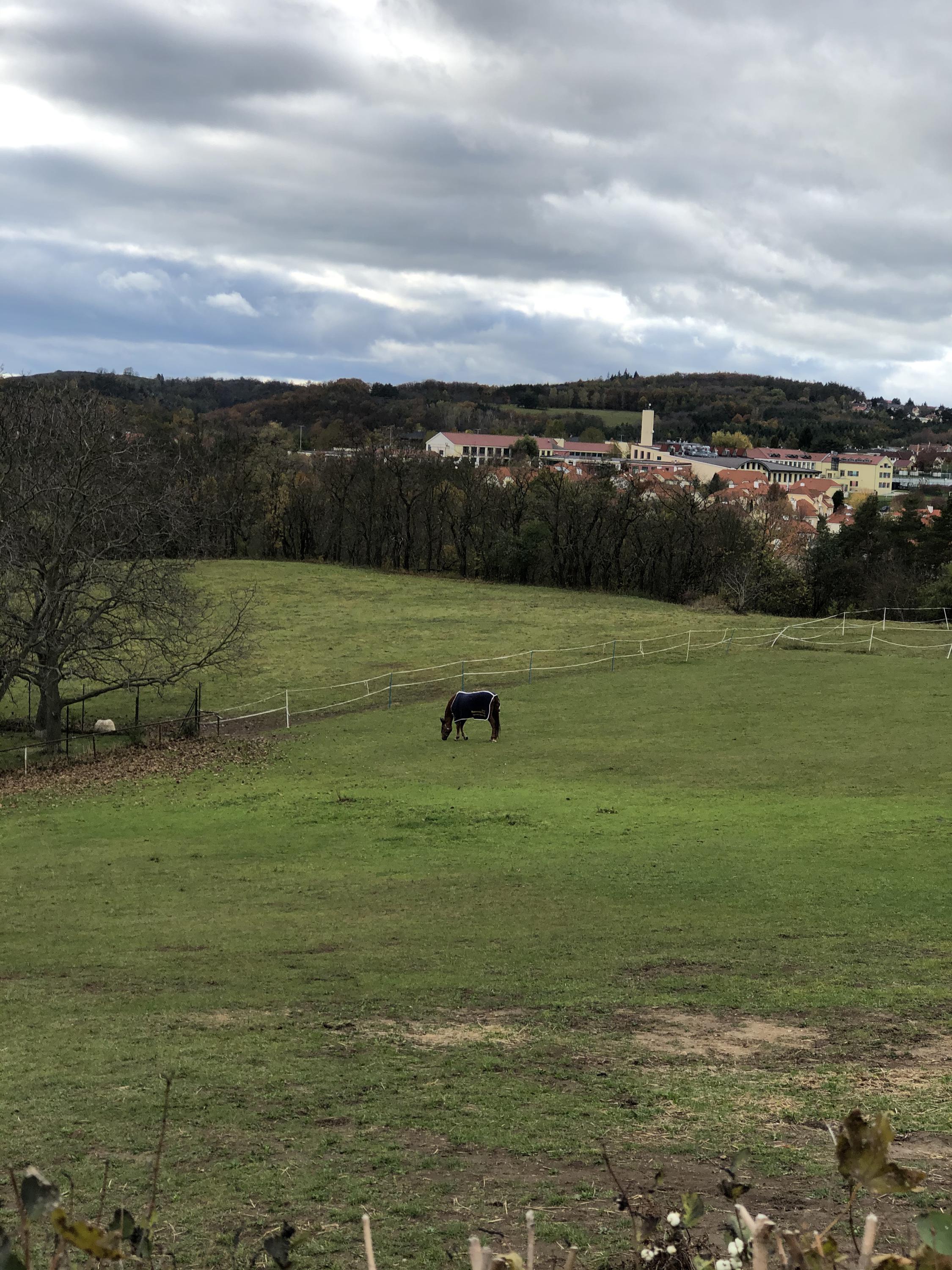 Pražský jezdecký klub Gabrielka foto 2