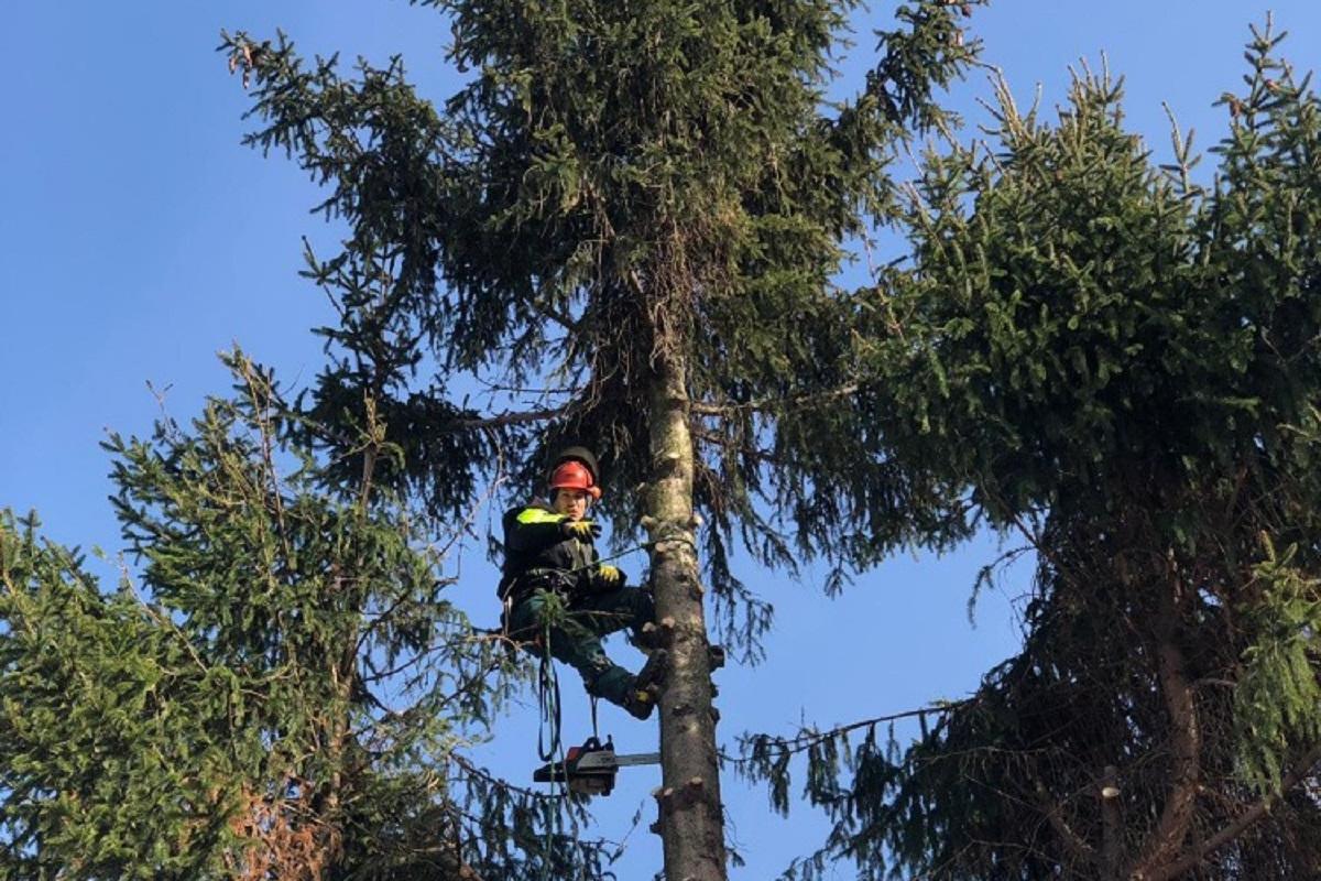 Rizikové kácení stromů - Václav Dufek