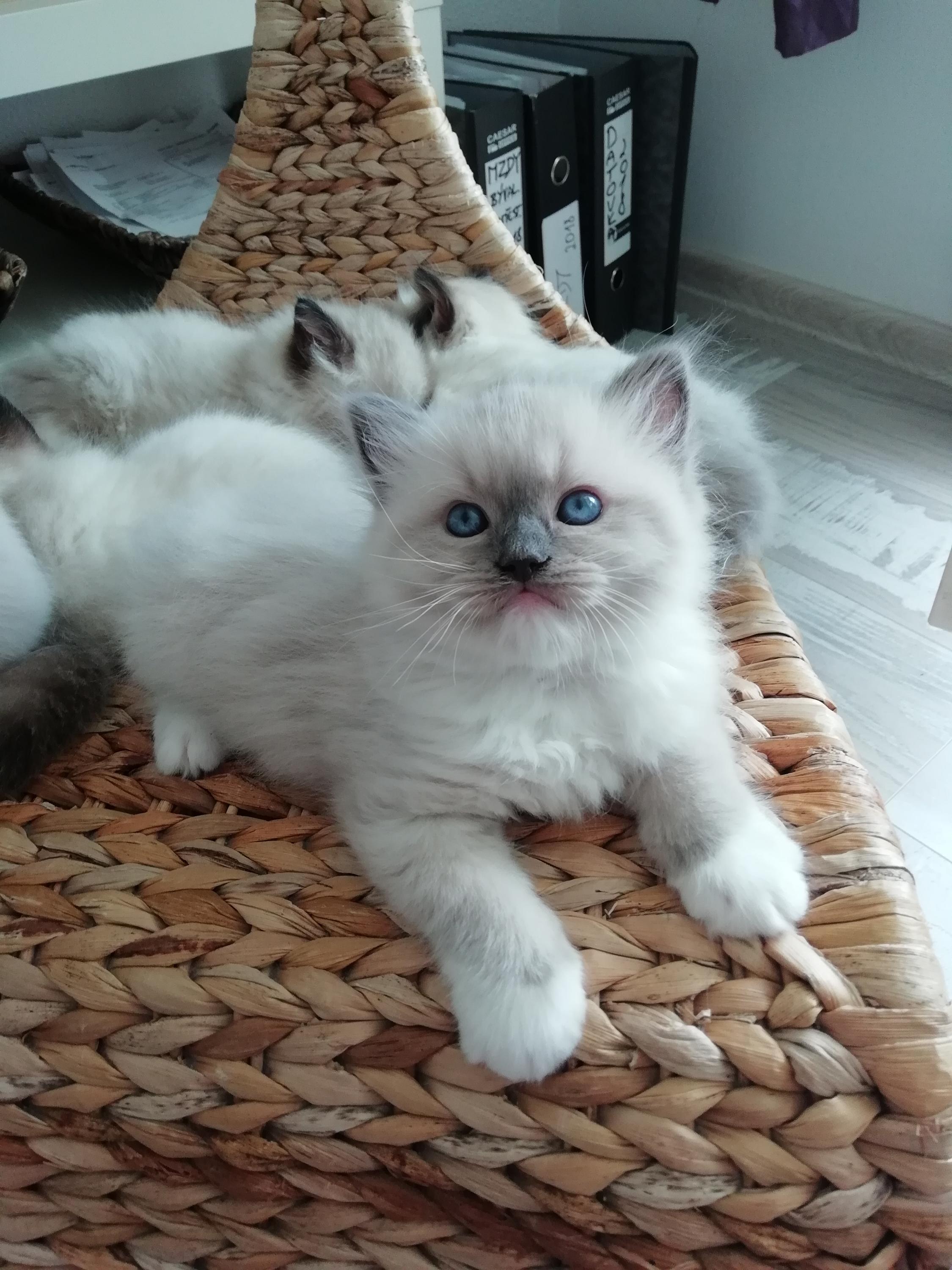 Kollis CZ - Chovatelská stanice koček Ragdoll foto 2