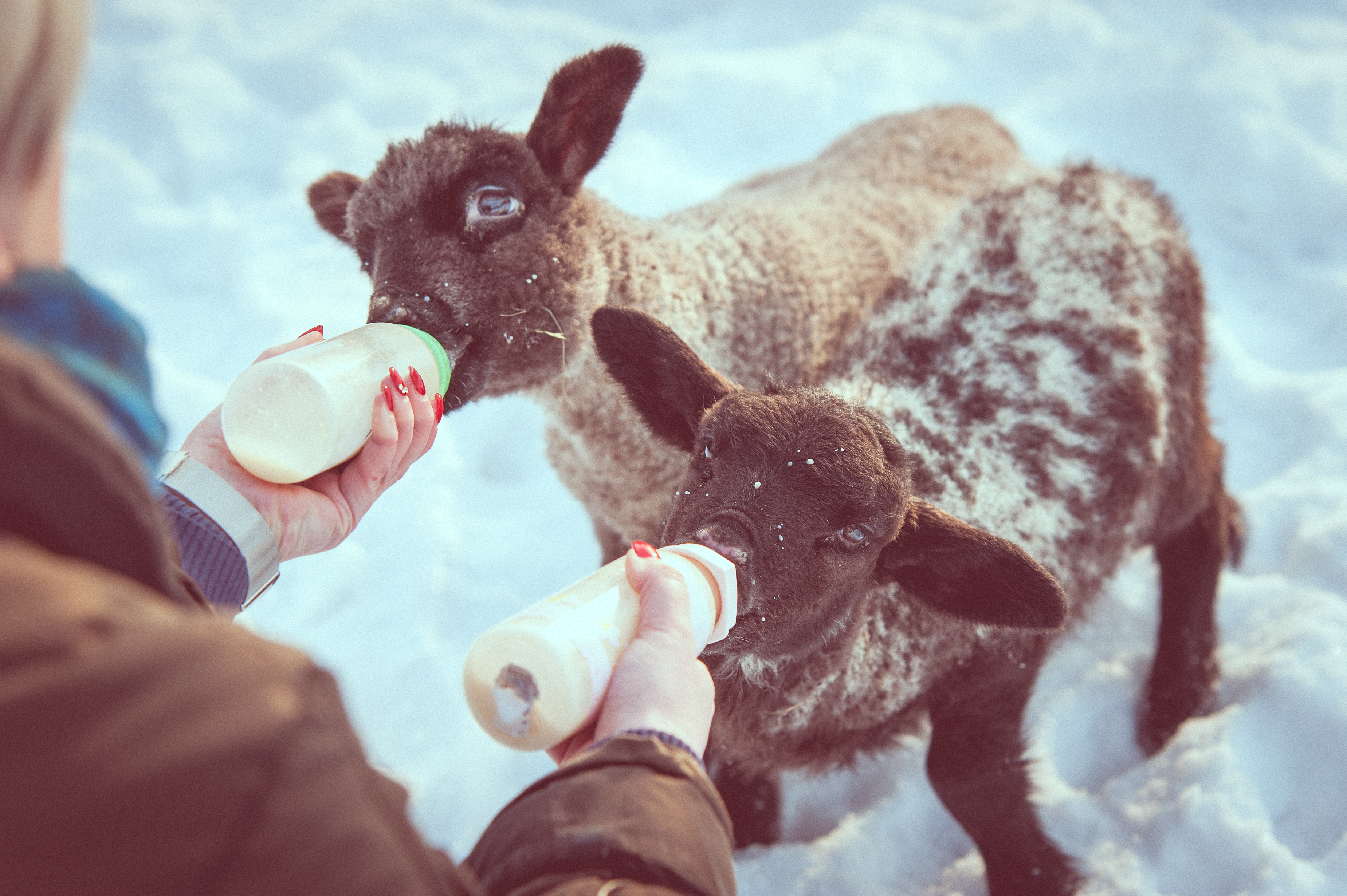 SELSKÝ DOMEK ubytování s WELLNESS foto 4