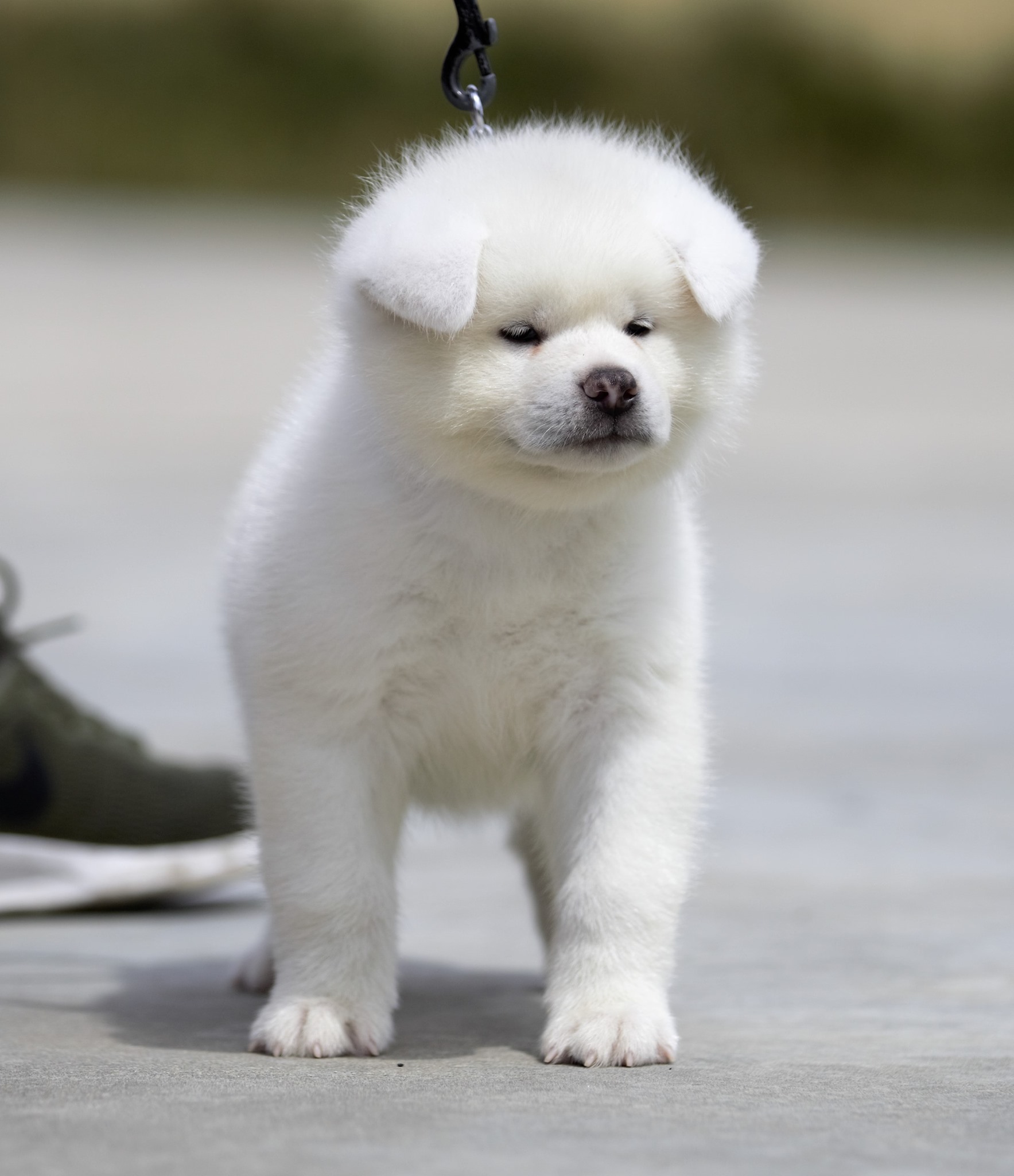 Ken'Ichi Ai - Chovatelská stanice Akita Inu foto 3