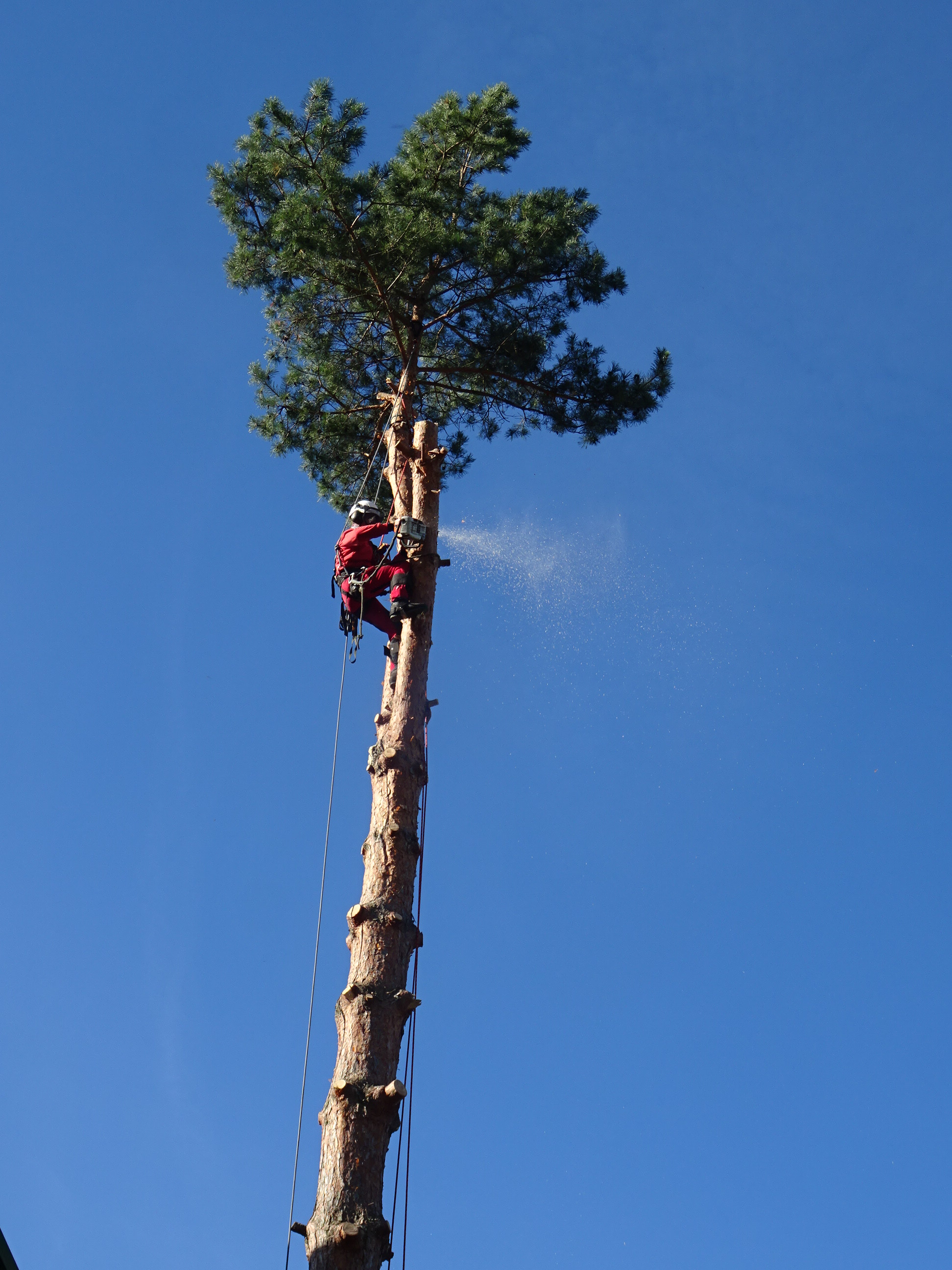 Kacimstromy.cz foto 4
