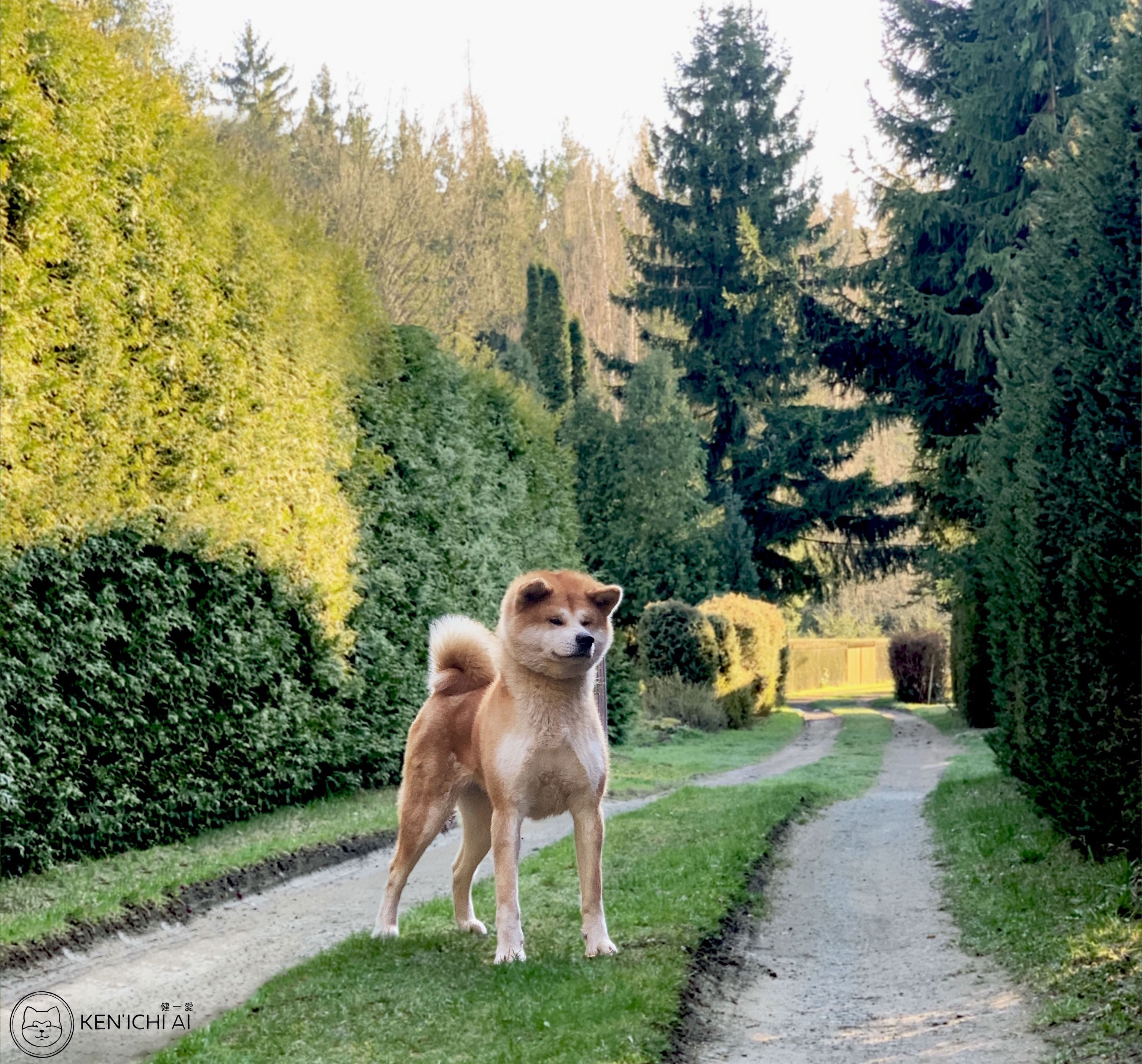 Ken'Ichi Ai - Chovatelská stanice Akita Inu foto 4