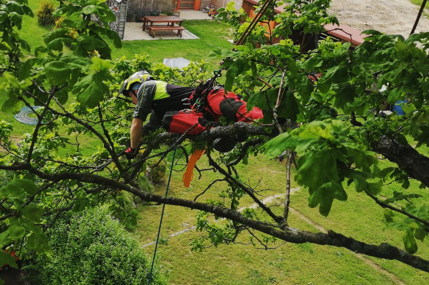 Péče o stromy - Šimon Tesař