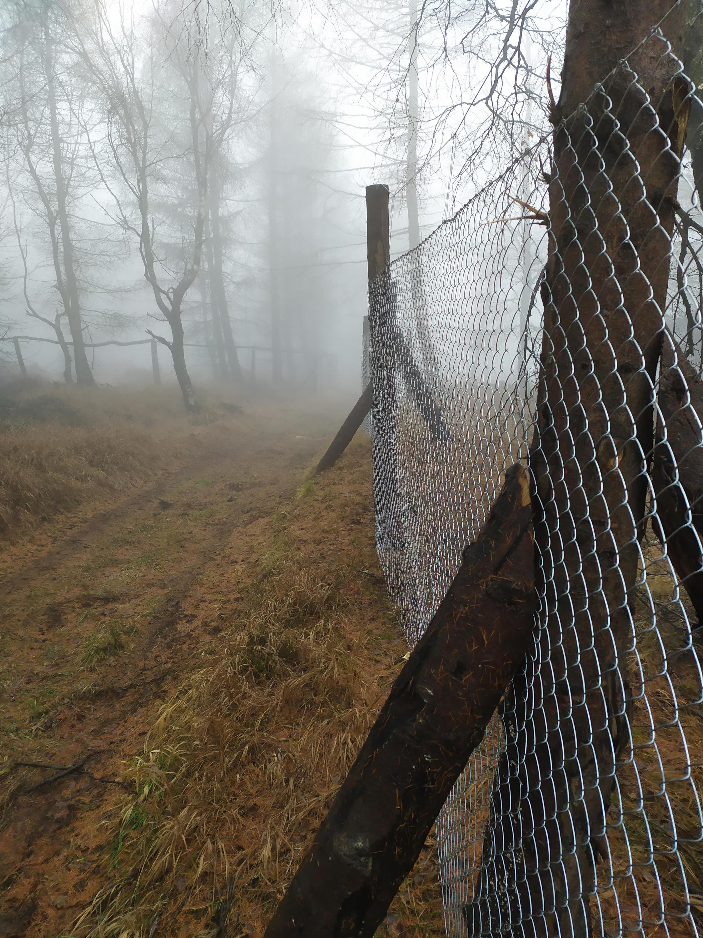 Lesní práce Dzurová foto 3