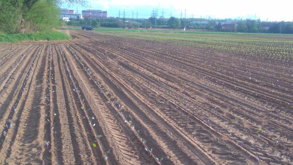 Petr Houdek - krouhané zelí