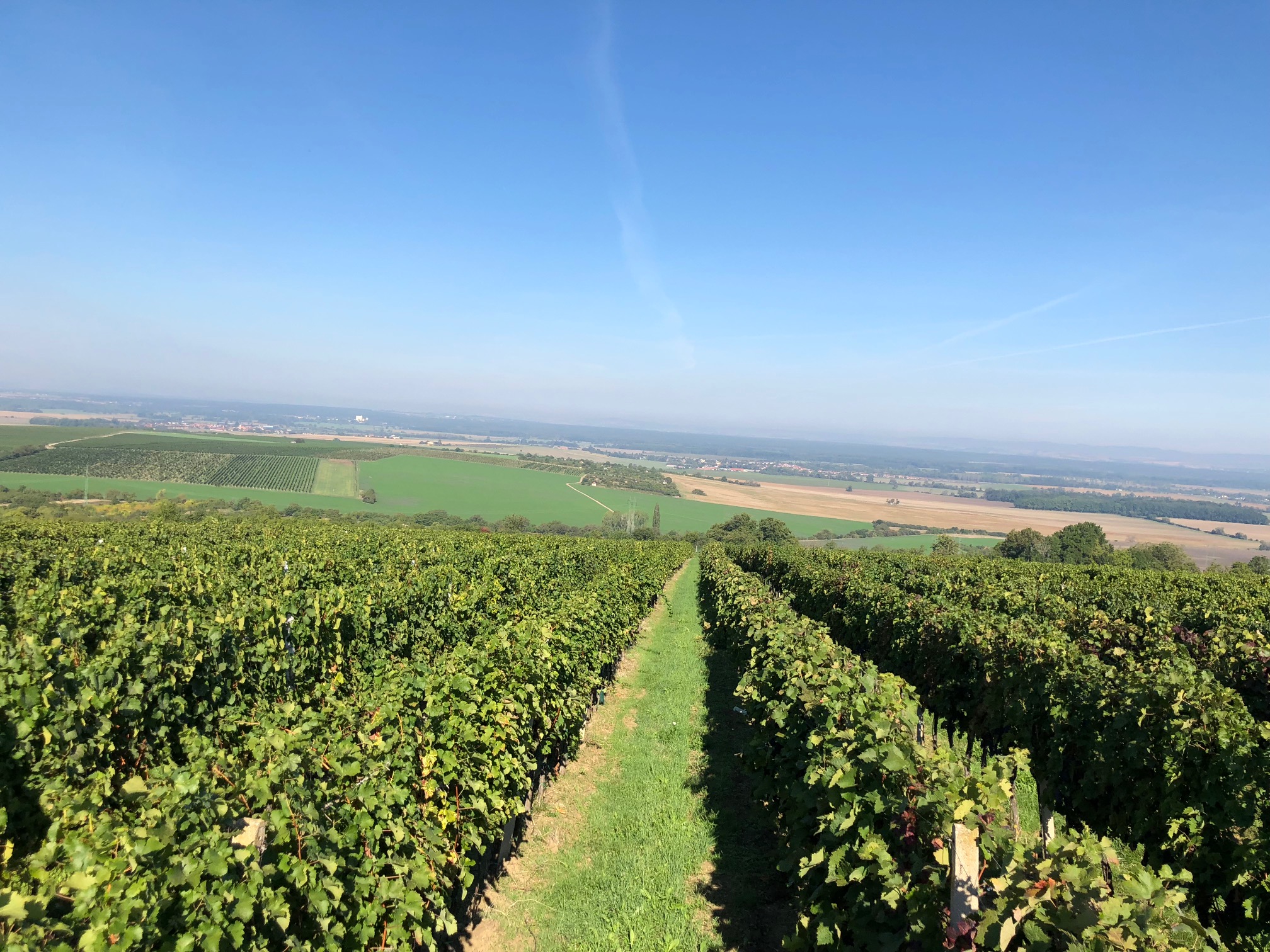 PolášekSochor vinařství