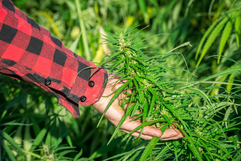 Konopný Táta foto 6