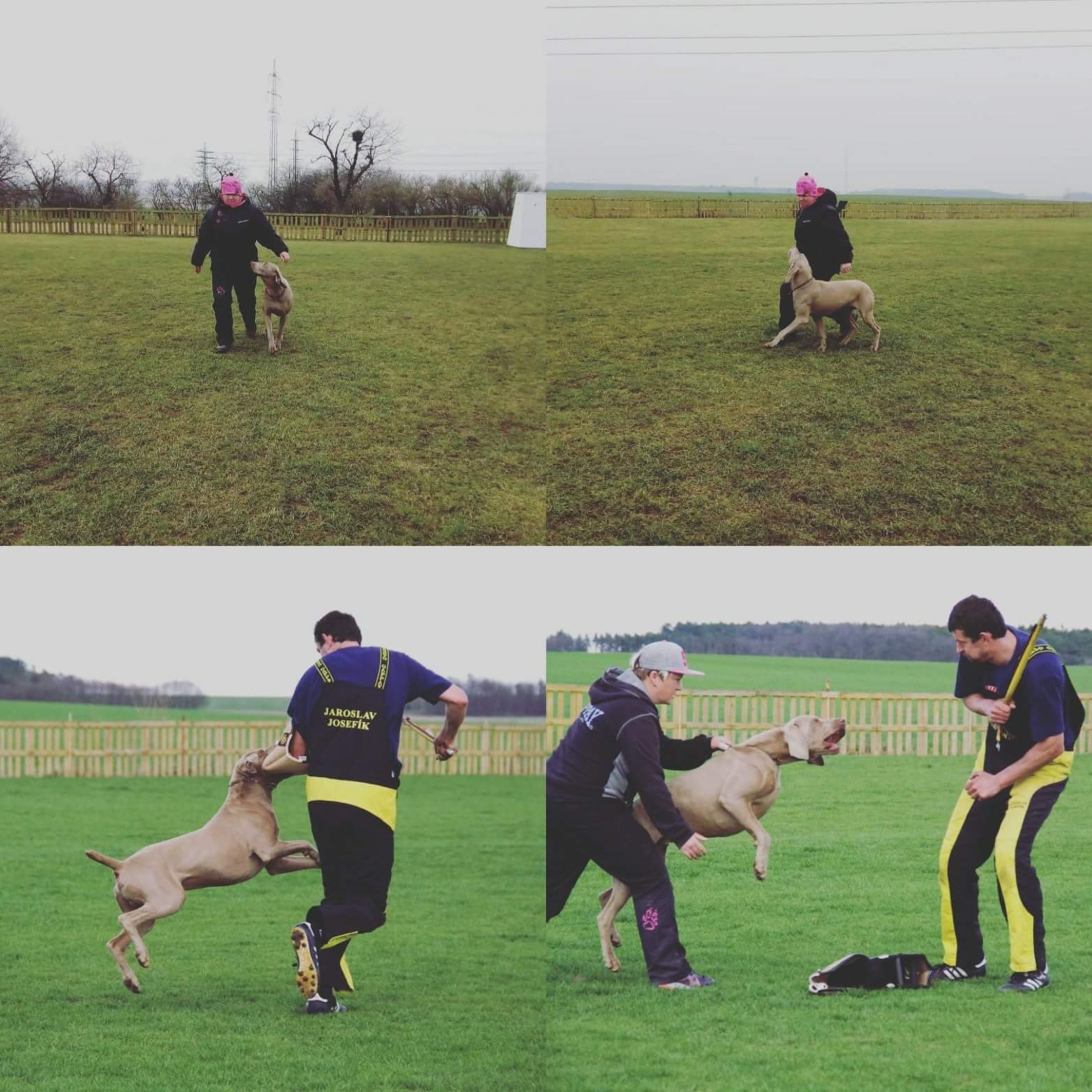 Psí školka, škola SAMBI foto 4