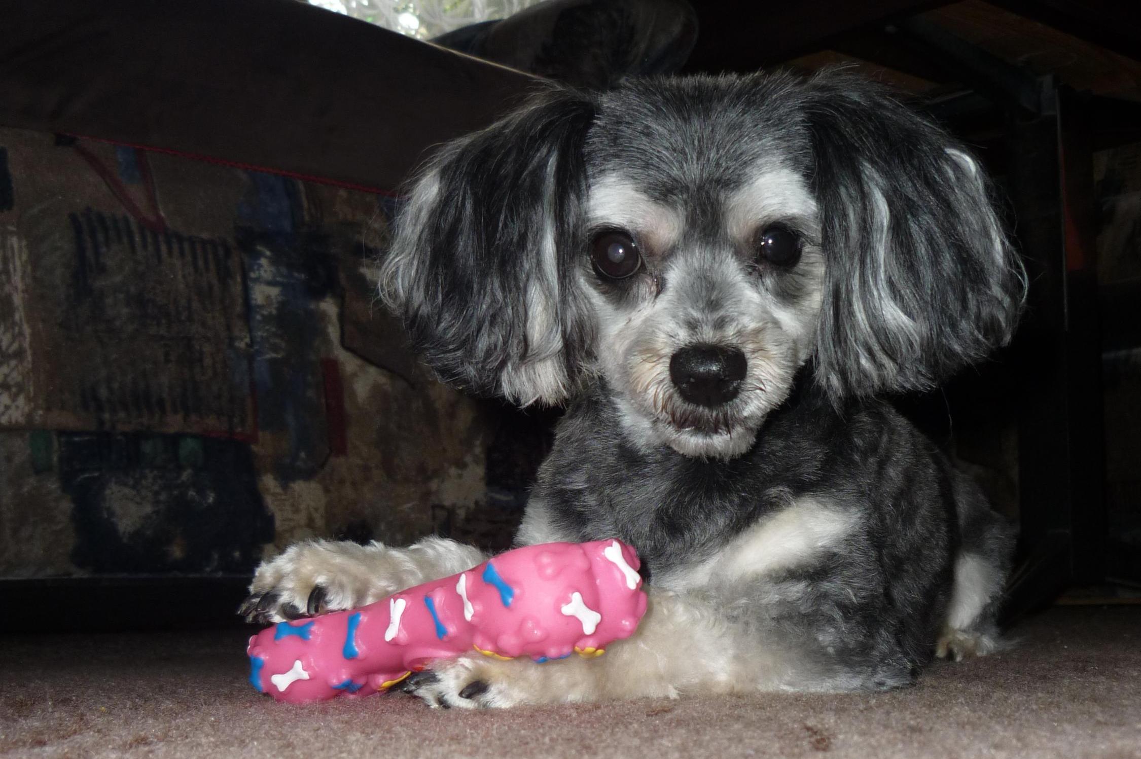 Úprava srsti psů - Hana Jandová