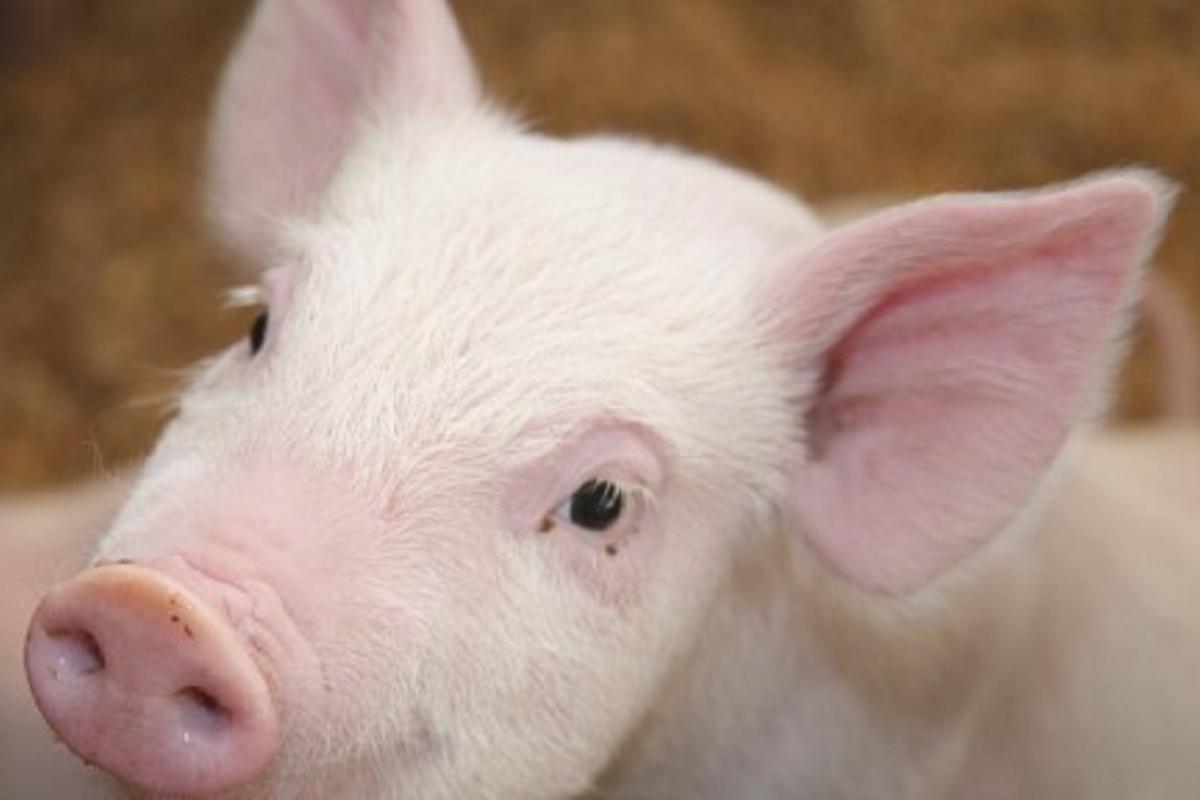 Zemědělské obchodní družstvo Božejov