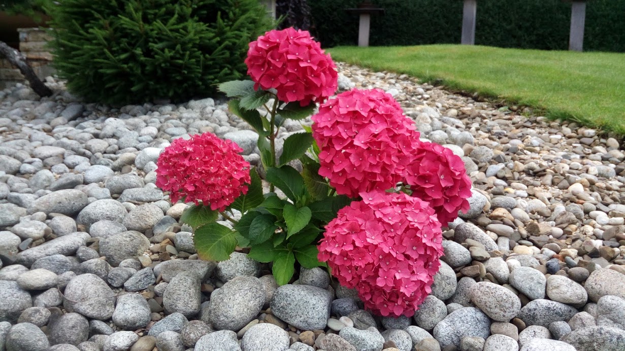 Zahradník Jiříček foto 1