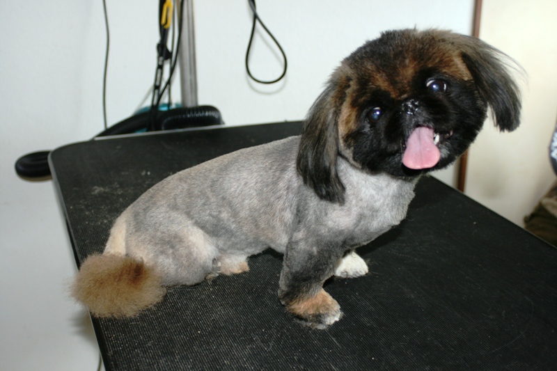 Kamila Senohrábková - Salon Bichon foto 5