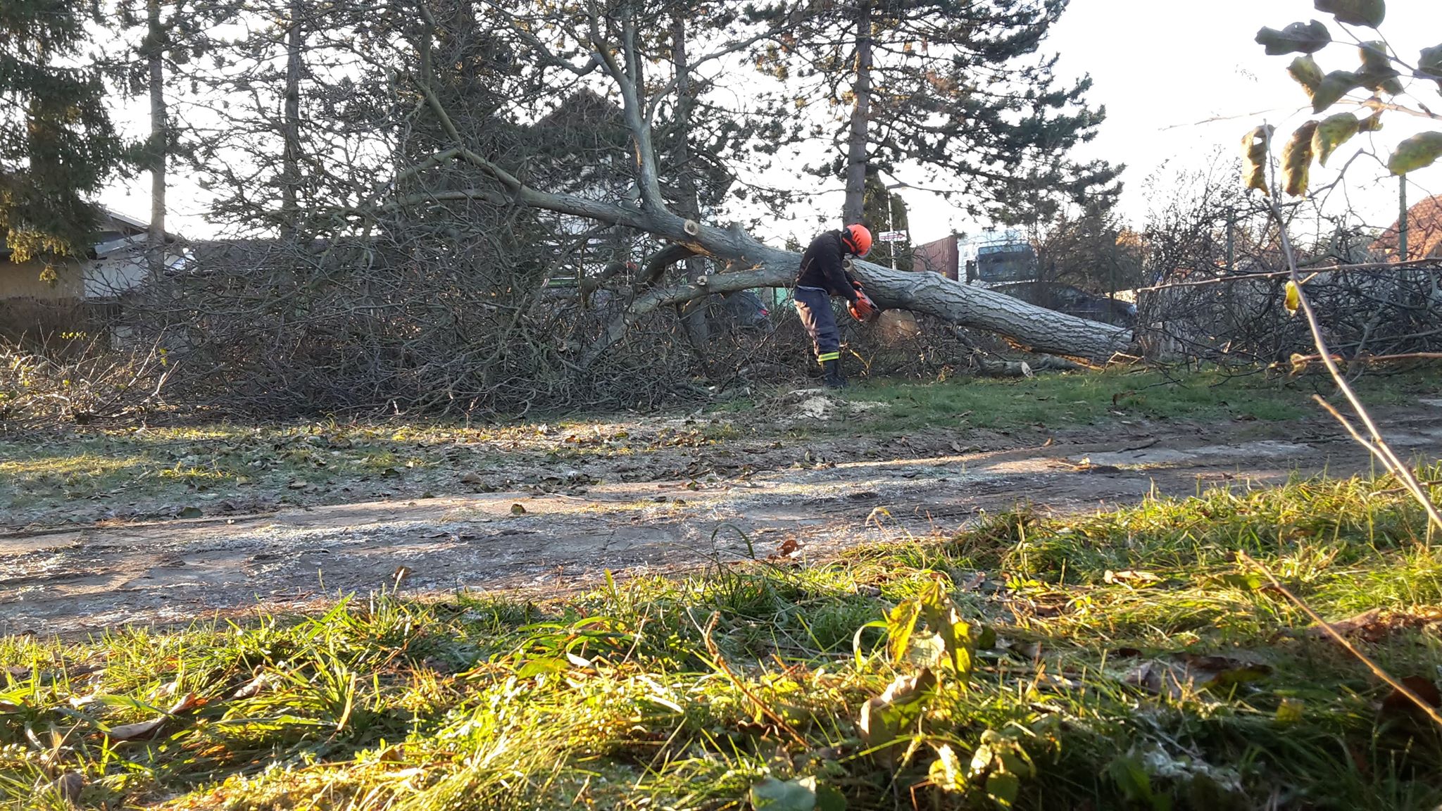 Kácení, prořezy a redukce stromů - Milan Churý foto 3