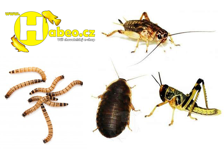 Kvalitní živé krmení jedině na e-shopu Habeo.cz