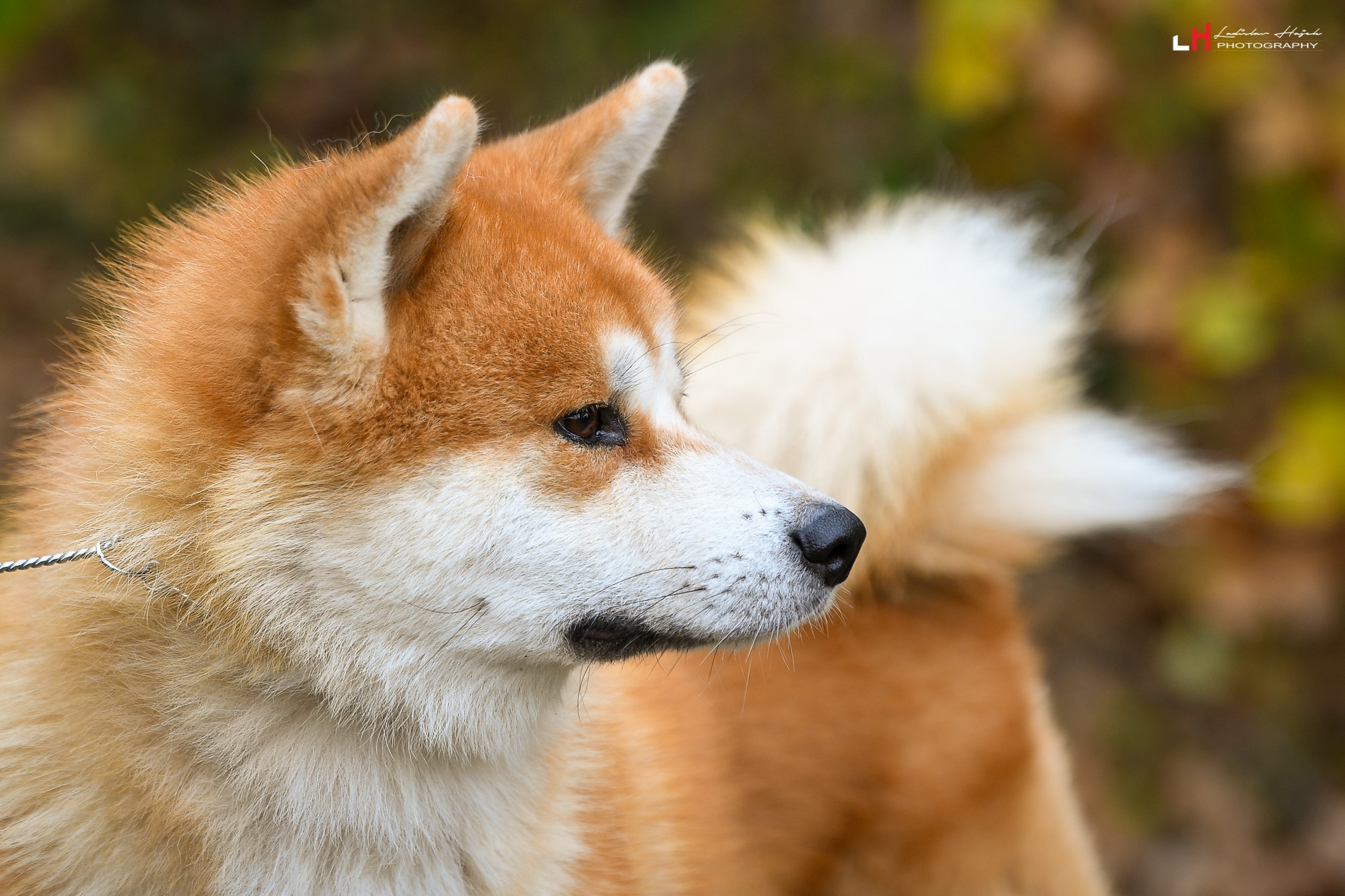 Ken'Ichi Ai - Chovatelská stanice Akita Inu foto 3