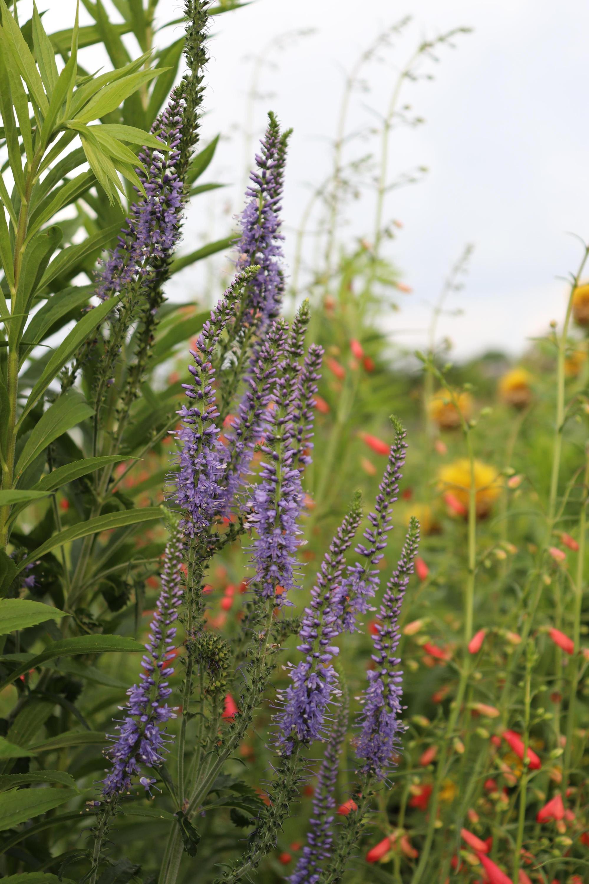 Trvalková školka Milan Antropius foto 3
