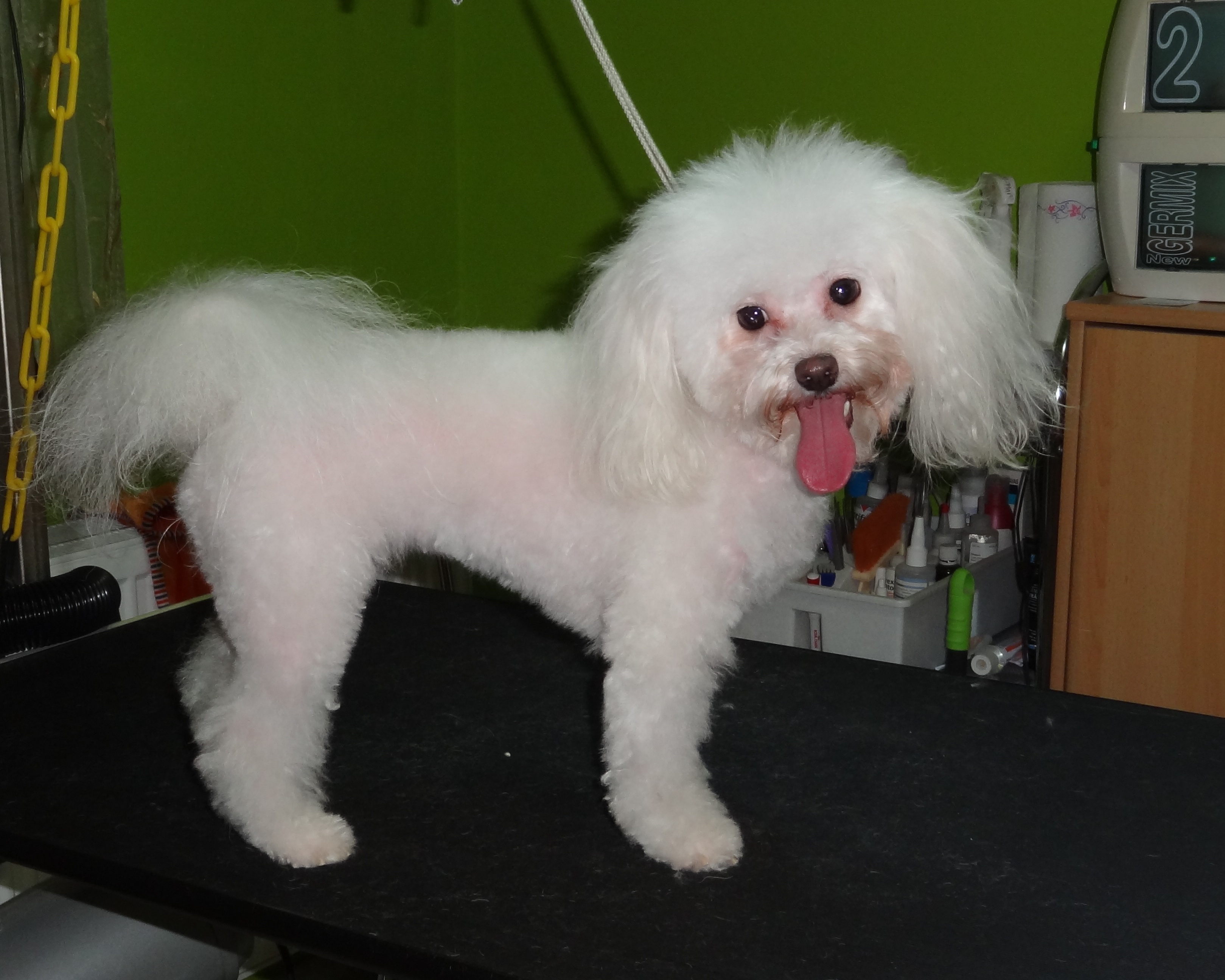 Kamila Senohrábková - Salon Bichon foto 4