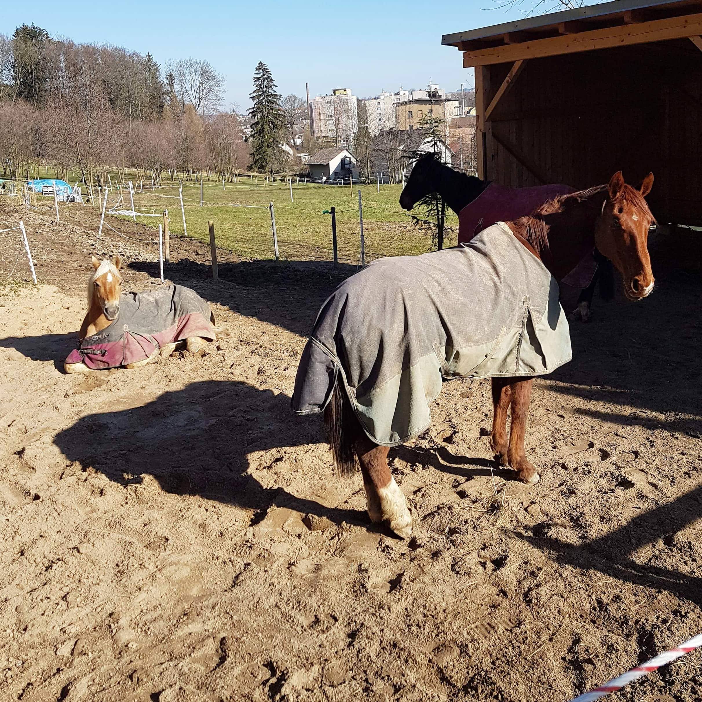 Jezdecká škola U Pinkasů foto 5