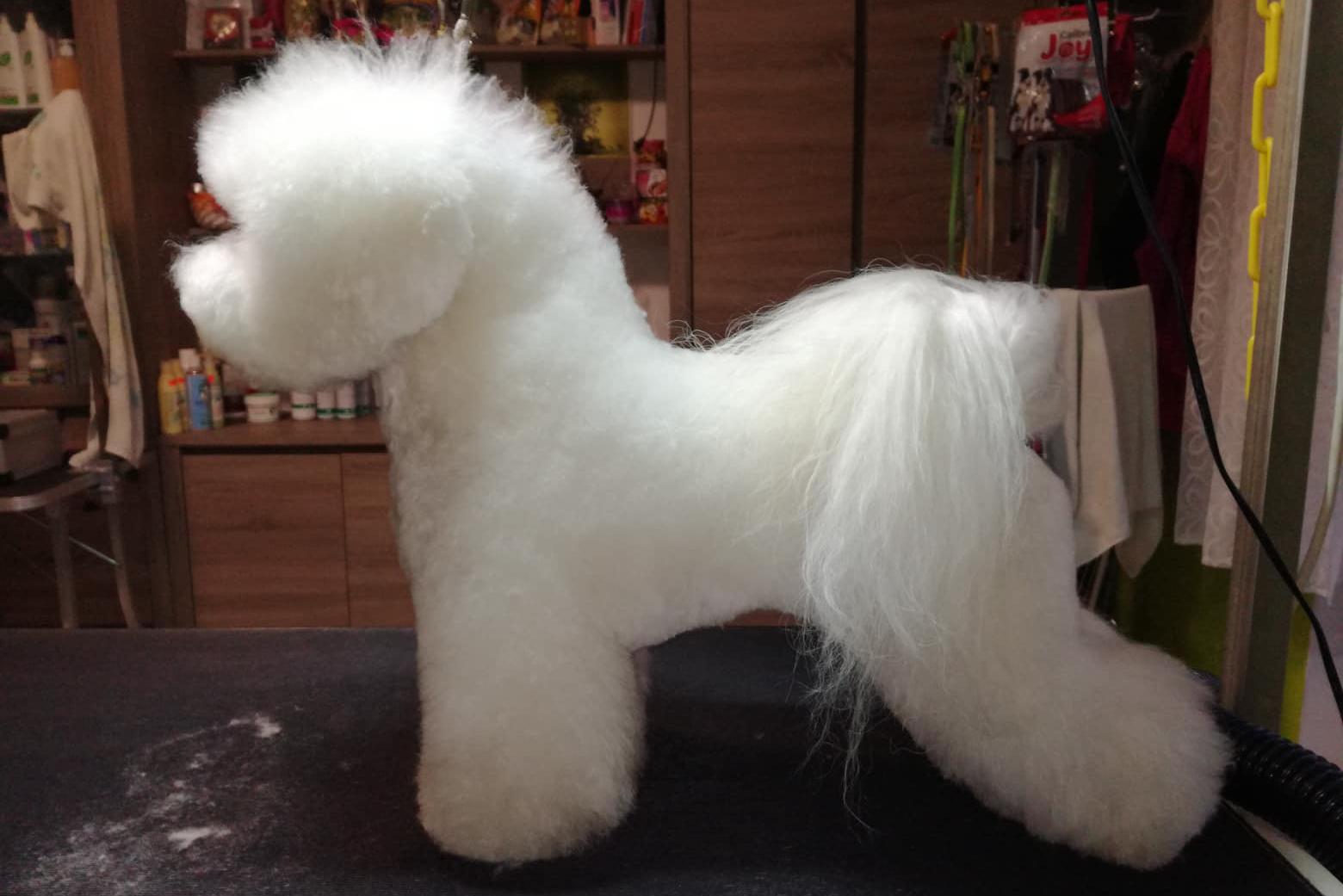 Kamila Senohrábková - Salon Bichon