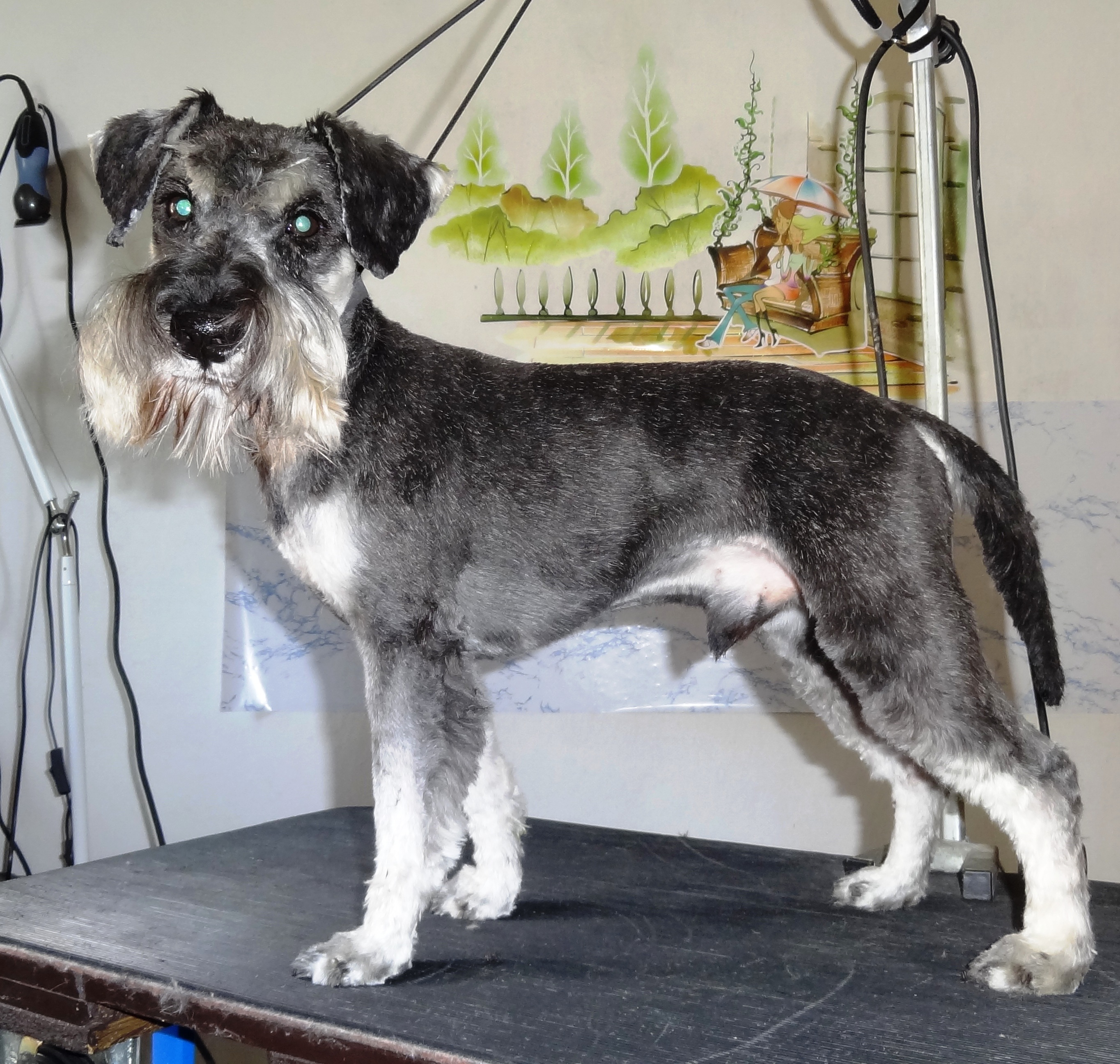 Kamila Senohrábková - Salon Bichon foto 3