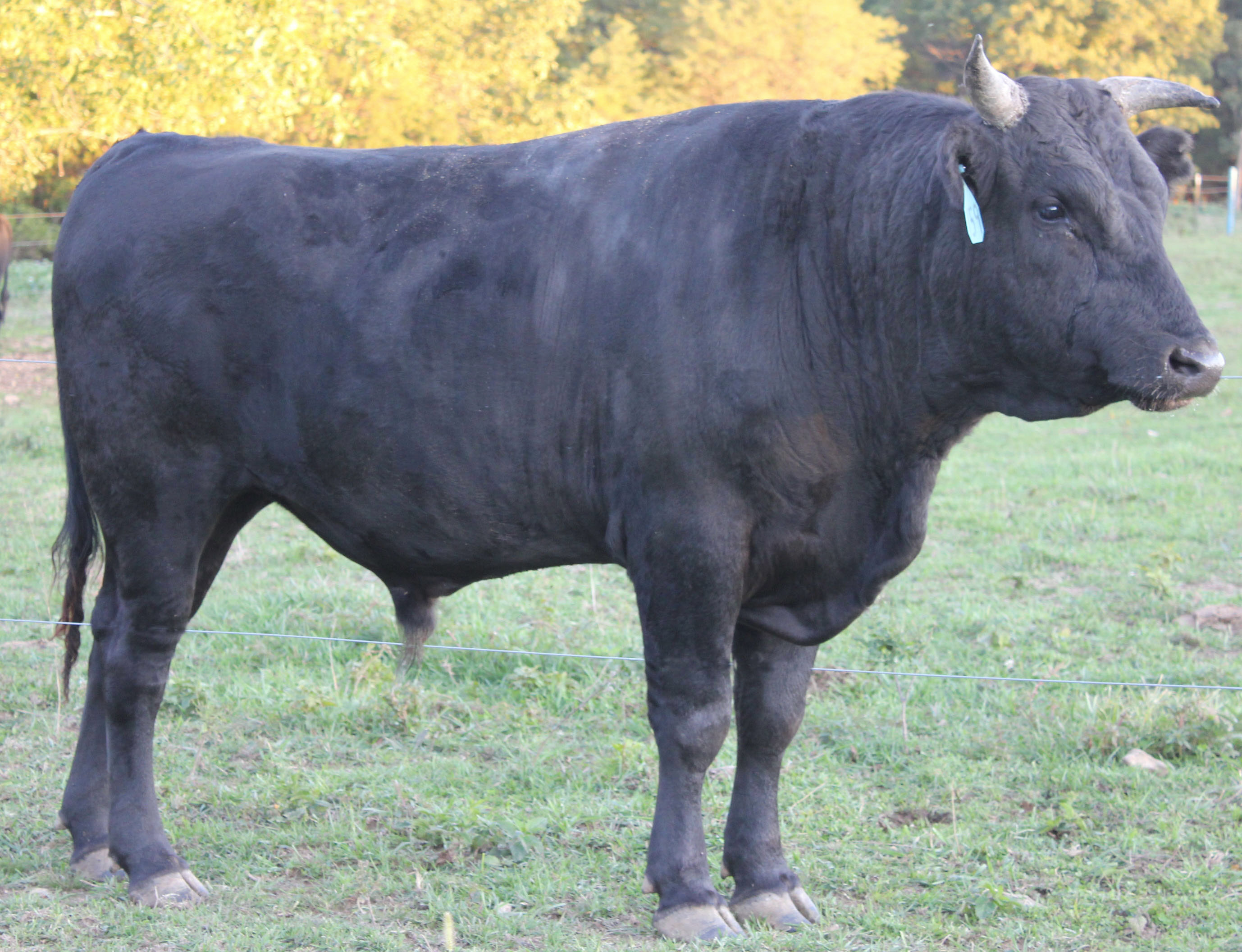 Topbeef.cz foto 4