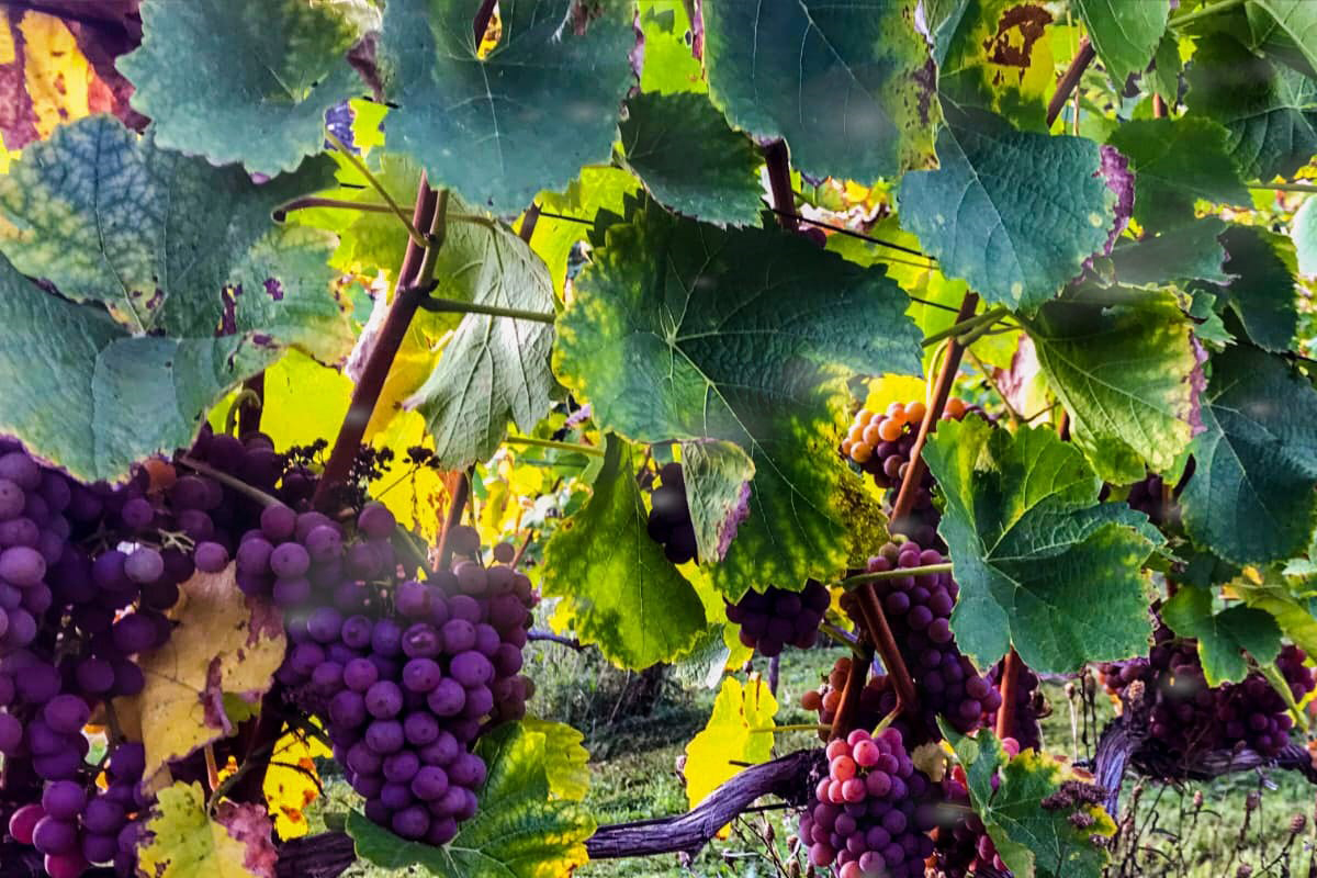 Vinařství Konárovice, s.r.o.