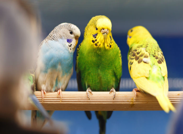 Super zoo foto 6