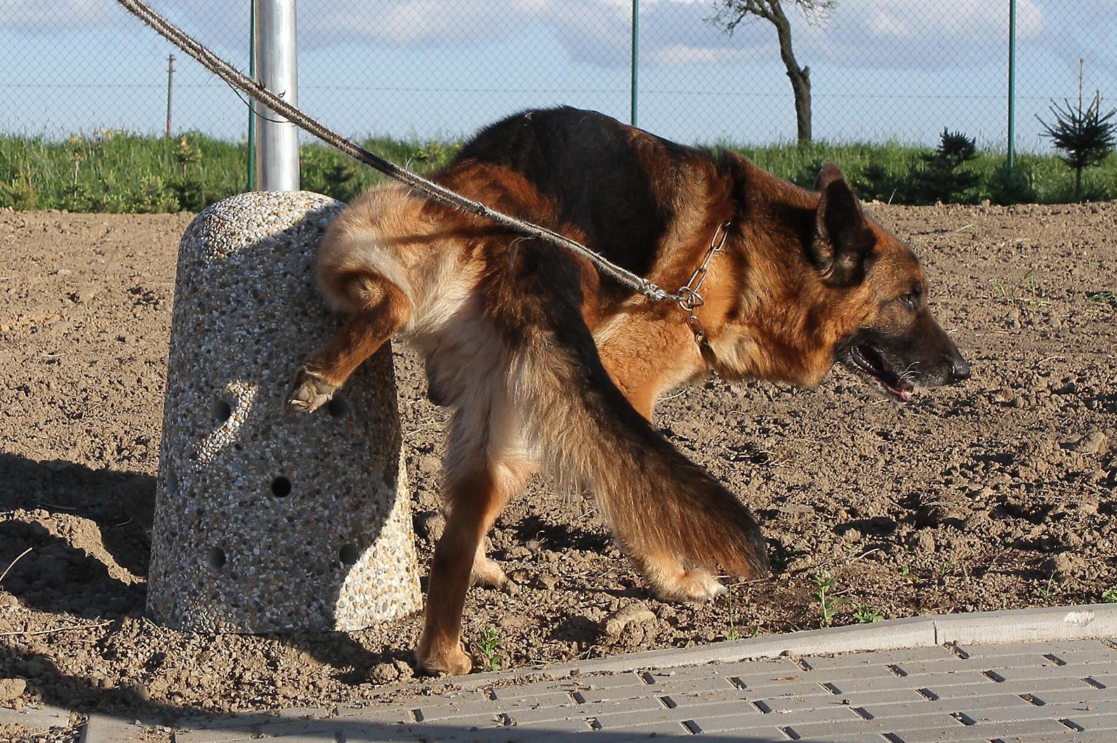 Psizachody.cz foto 1