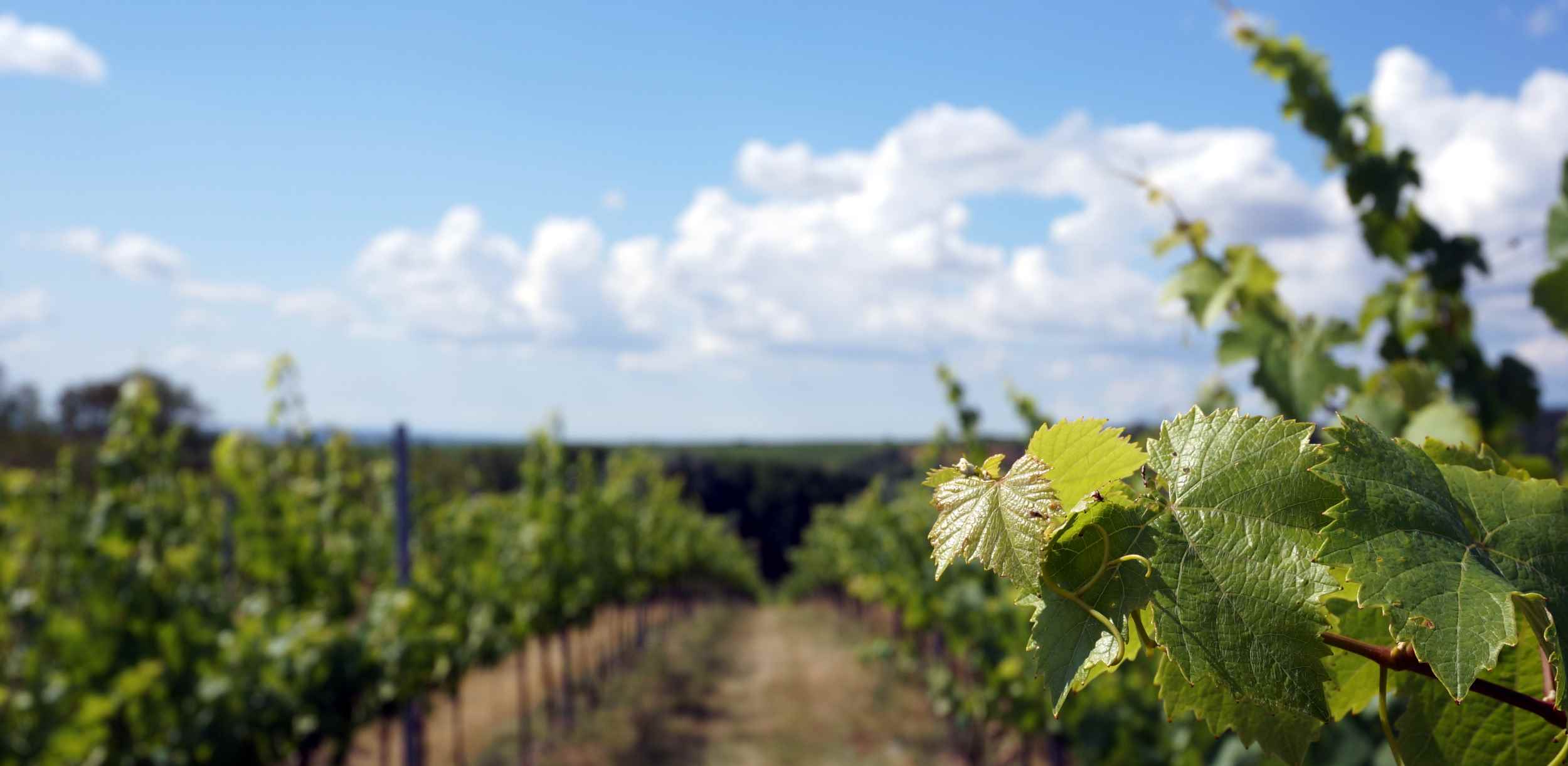 Vinařství Laurent Šatov foto 4