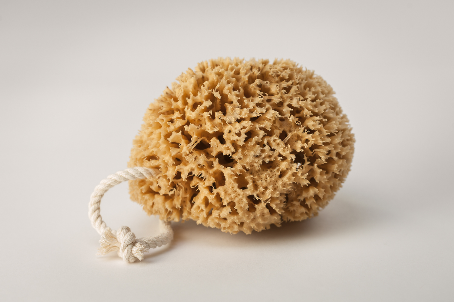 Artemis Sponges foto 3