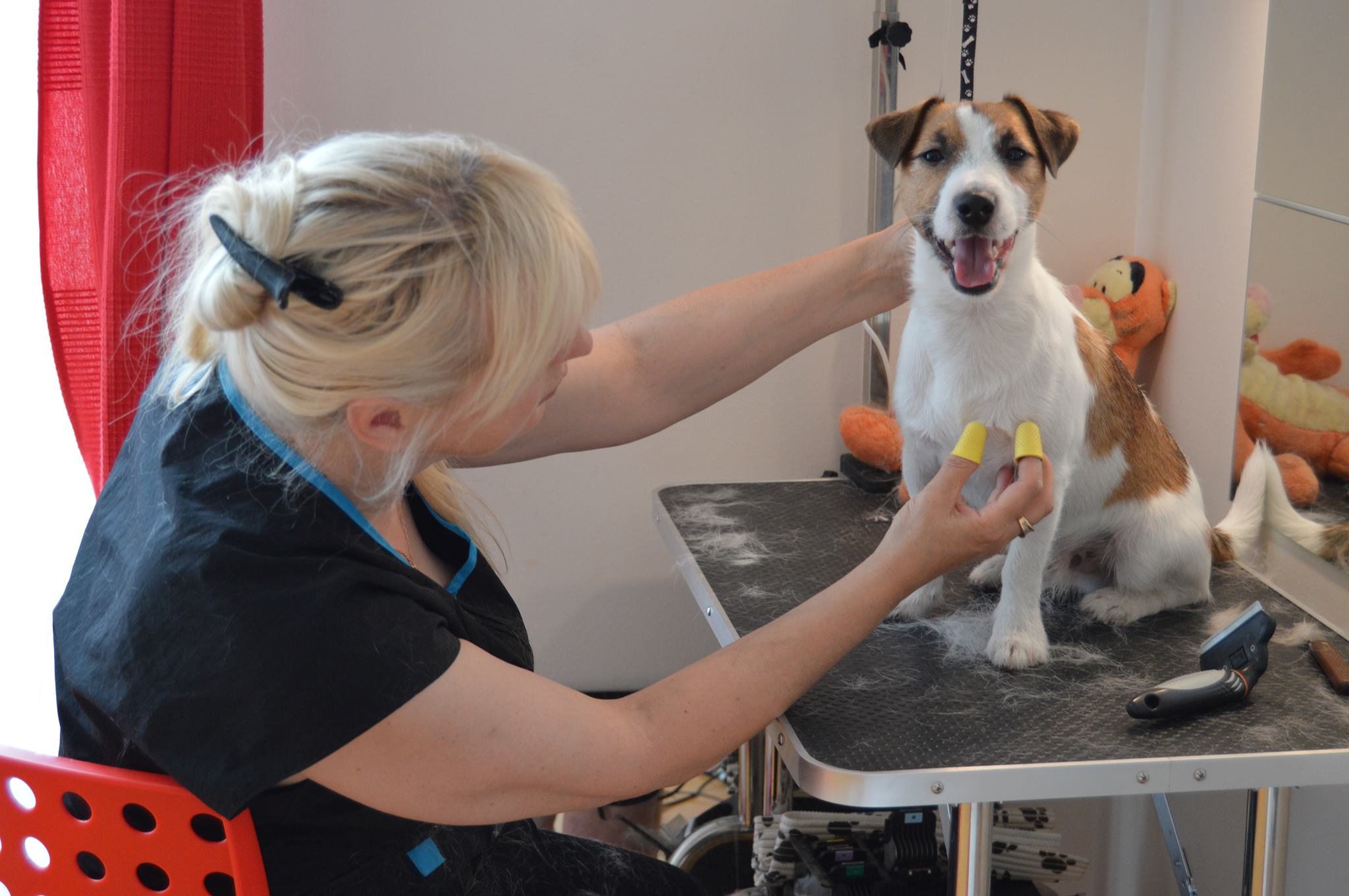 PetGrooming foto 3