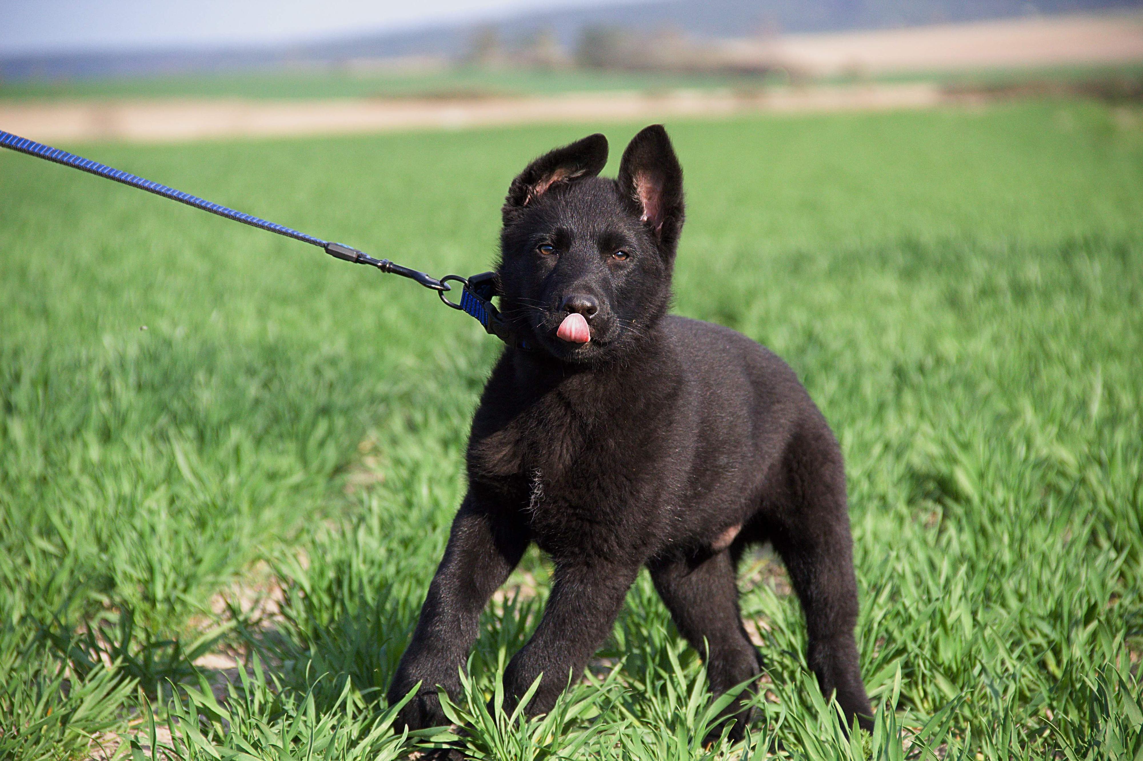 Psí školka, škola SAMBI
