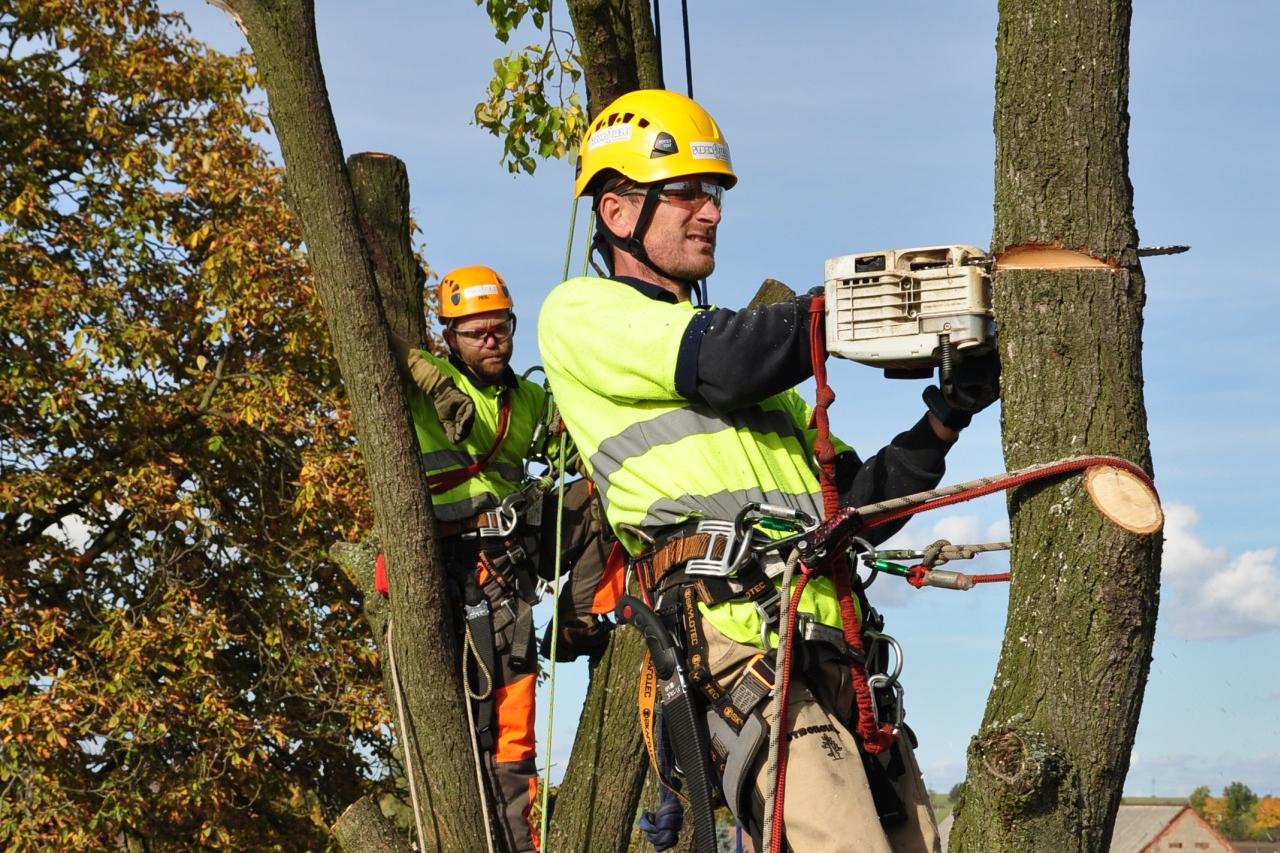 STROMOLEZCI - péče o dřeviny