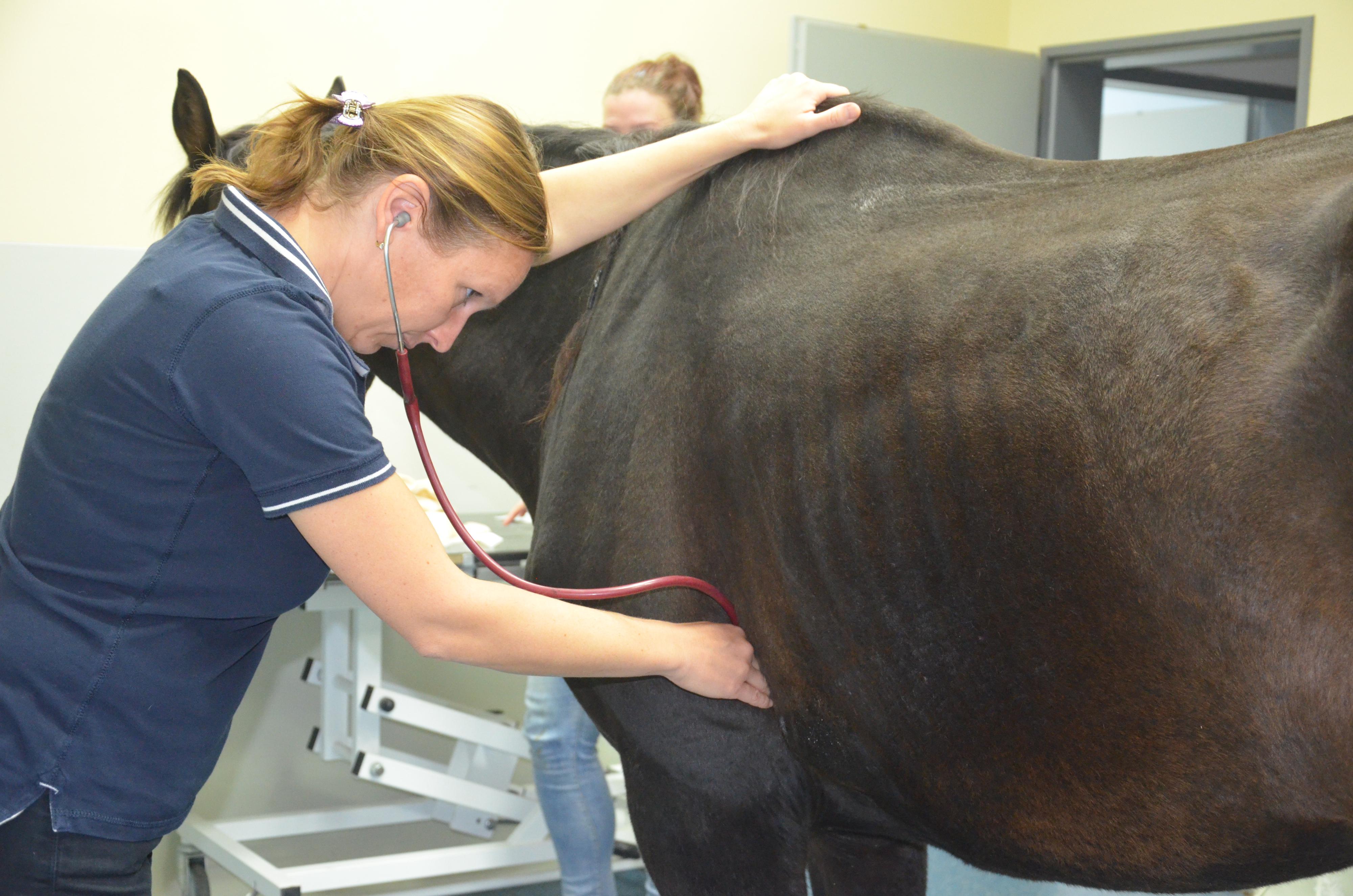 VETERINÁRNÍ KLINIKA HEŘMANŮV MĚSTEC foto 4