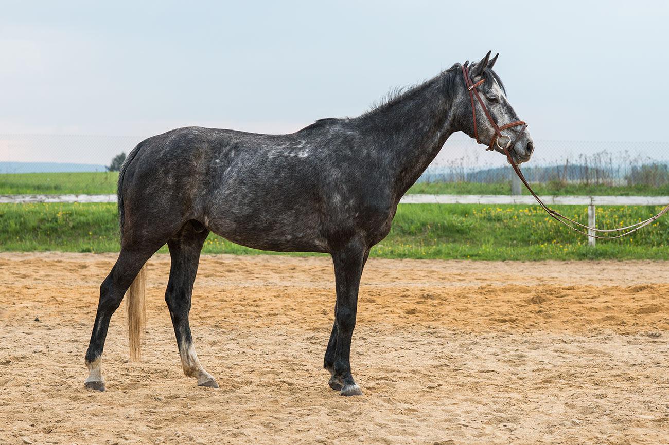 JS Kočík - Jezdecký klub