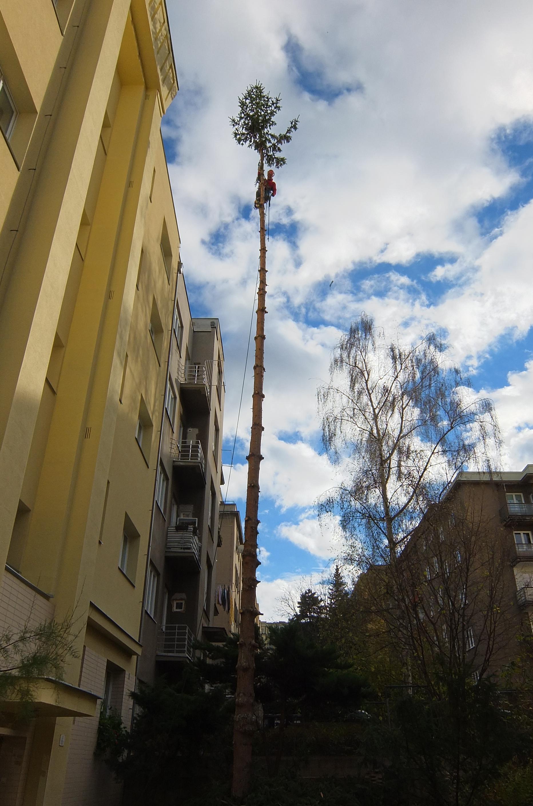 Arboristika Kohout foto 5