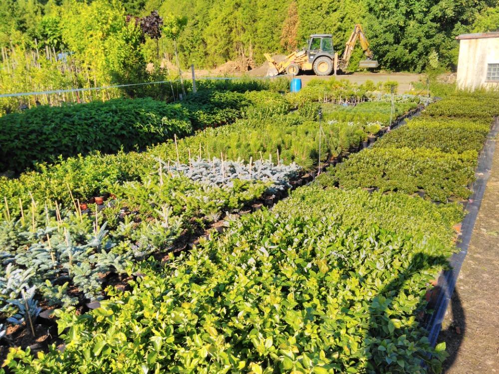 Zahradnictví Salajka foto 4