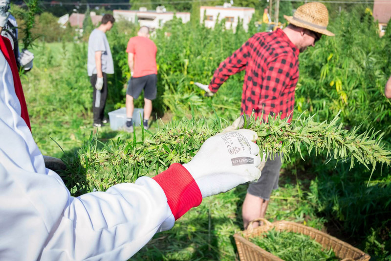 Konopný Táta foto 5