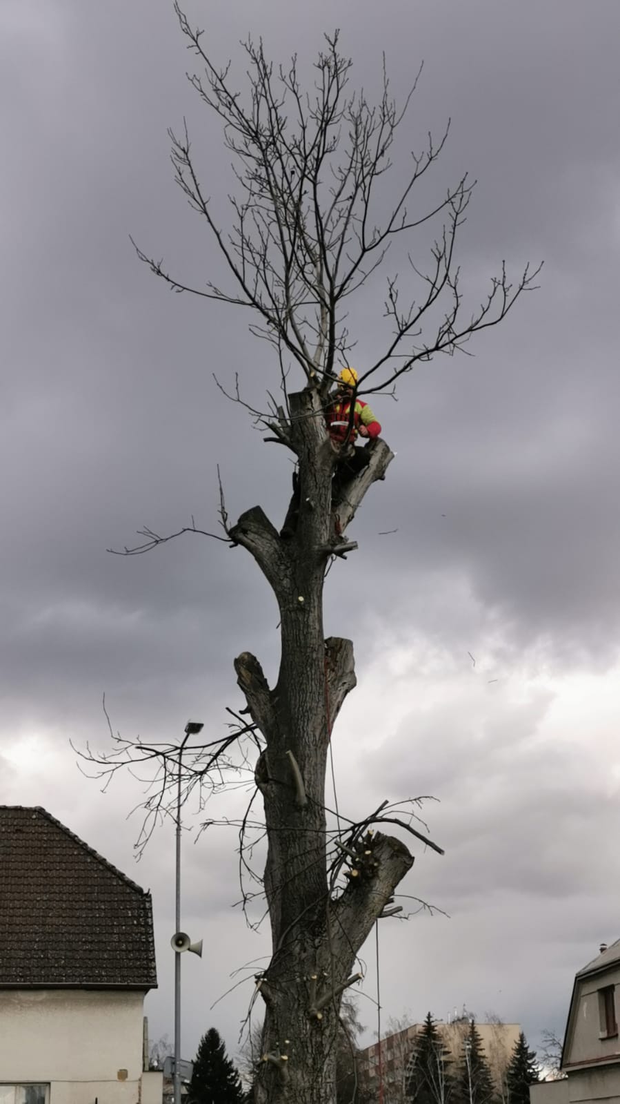 Martin Jireš - rizikové kácení stromů foto 2